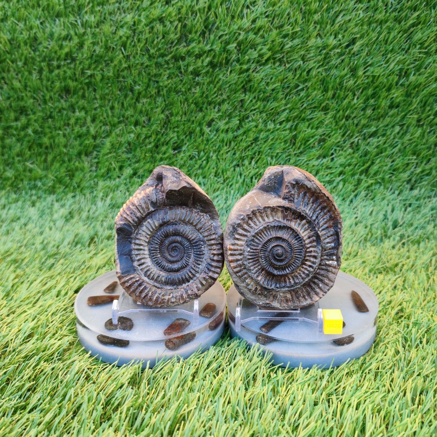 Ammonite fossil split pair Whitby Yorkshire Jurassic coast