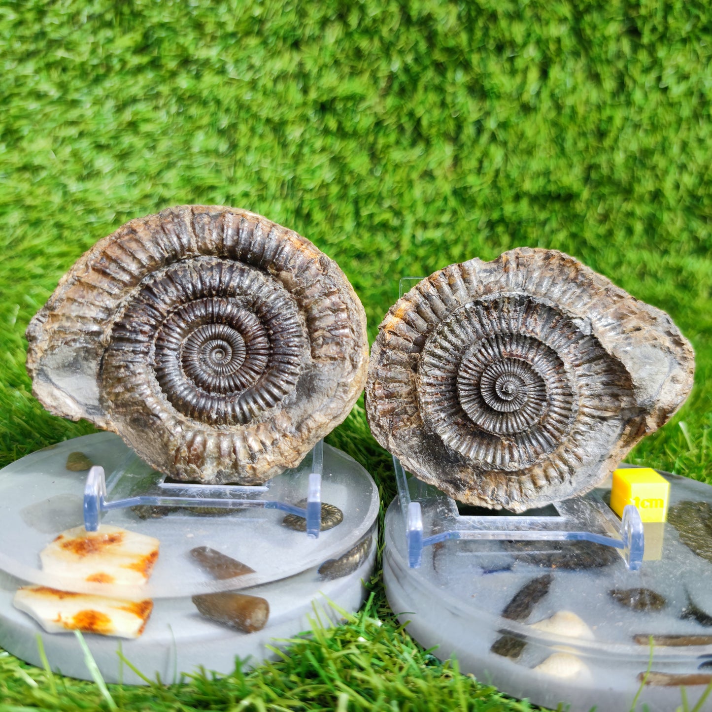 Ammonite fossil split pair Port Mulgrave Yorkshire UK