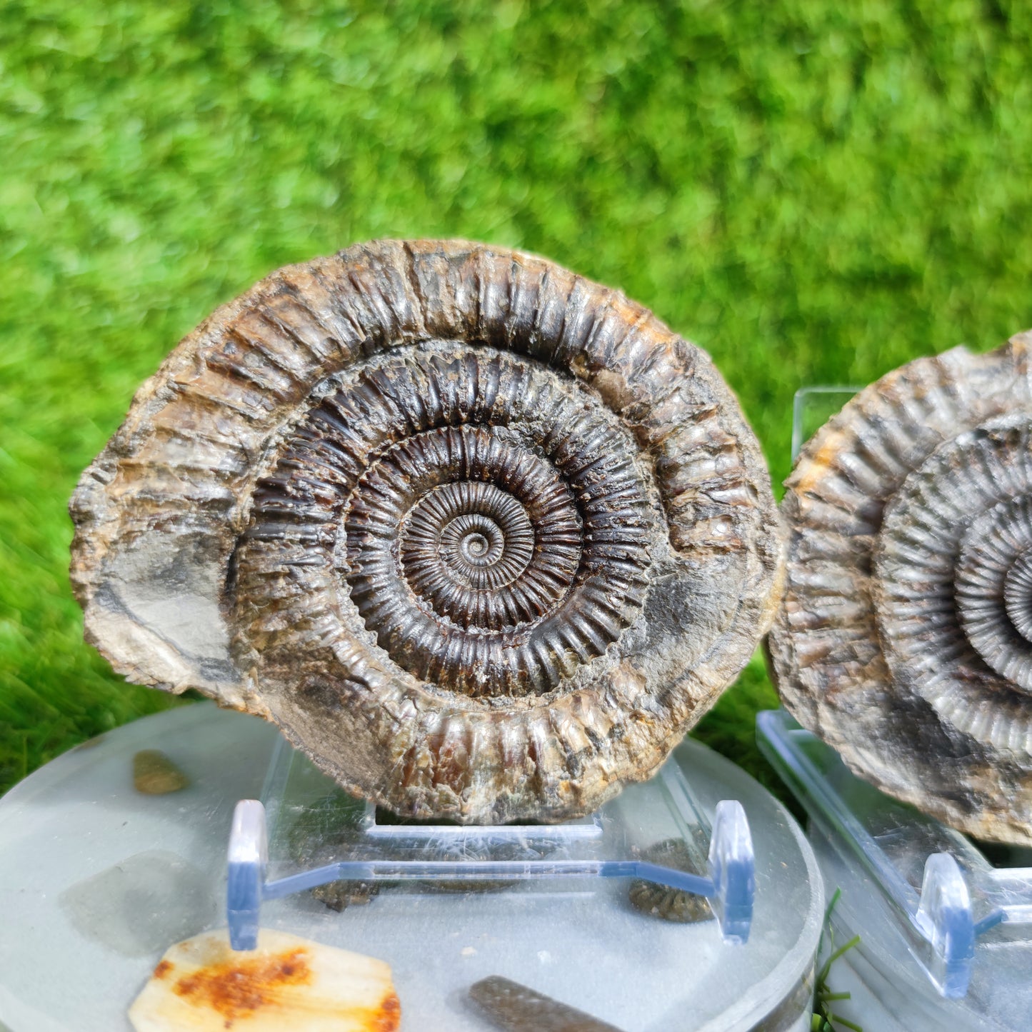 Ammonite fossil split pair Port Mulgrave Yorkshire UK