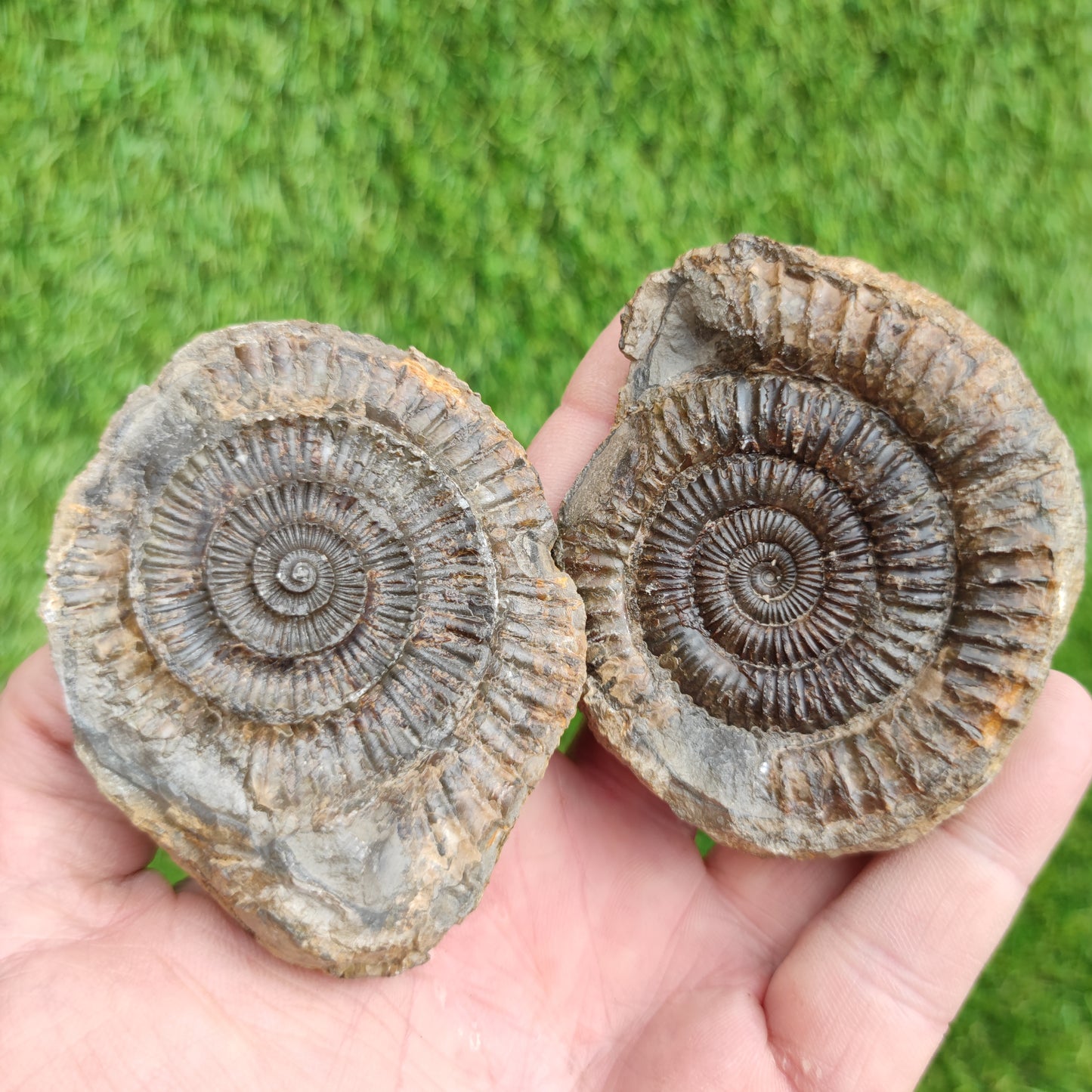 Ammonite fossil split pair Port Mulgrave Yorkshire UK