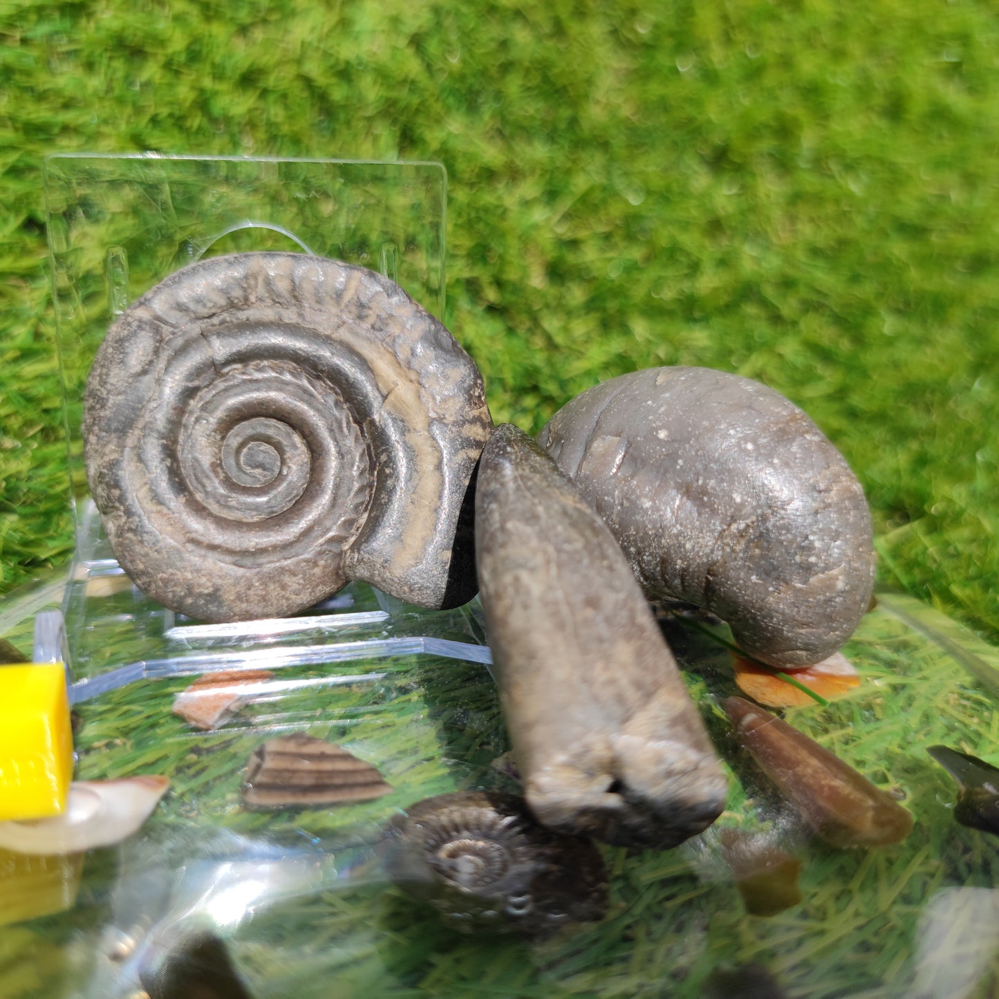 Fossil bundle Hildoceras ammonite Belemnite Gryphea