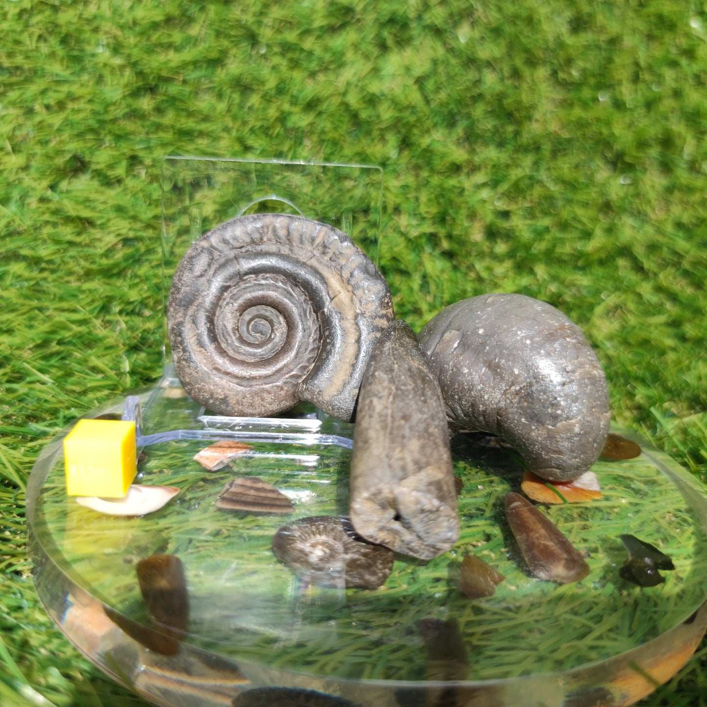 Fossil bundle Hildoceras ammonite Belemnite Gryphea