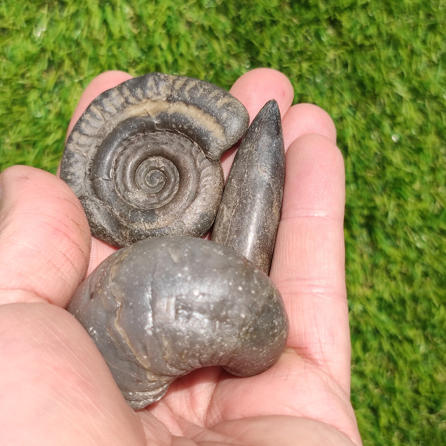 Fossil bundle Hildoceras ammonite Belemnite Gryphea