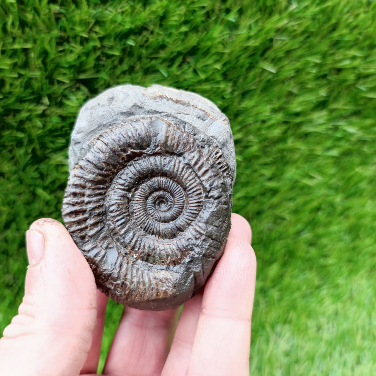 Yorkshire ammonite fossil