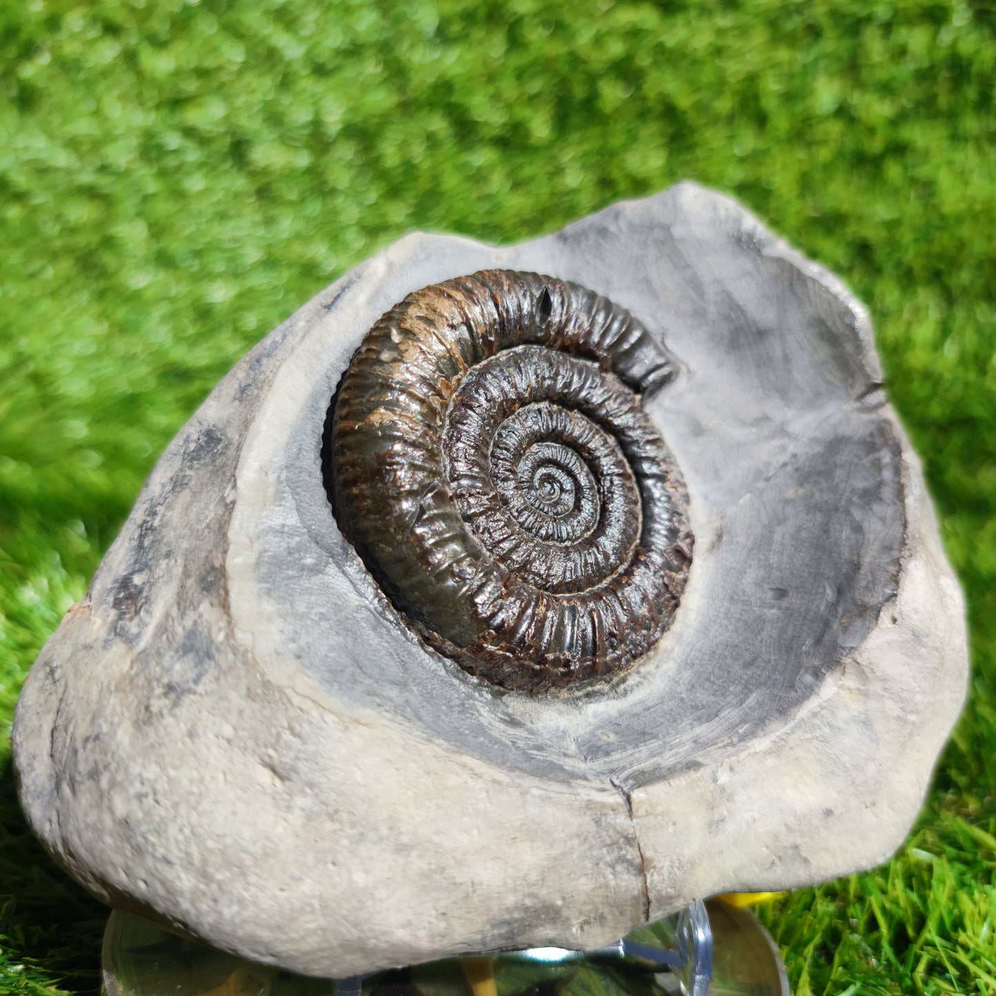 Ammonite fossil in large limestone rock Dactylioceras Yorkshire