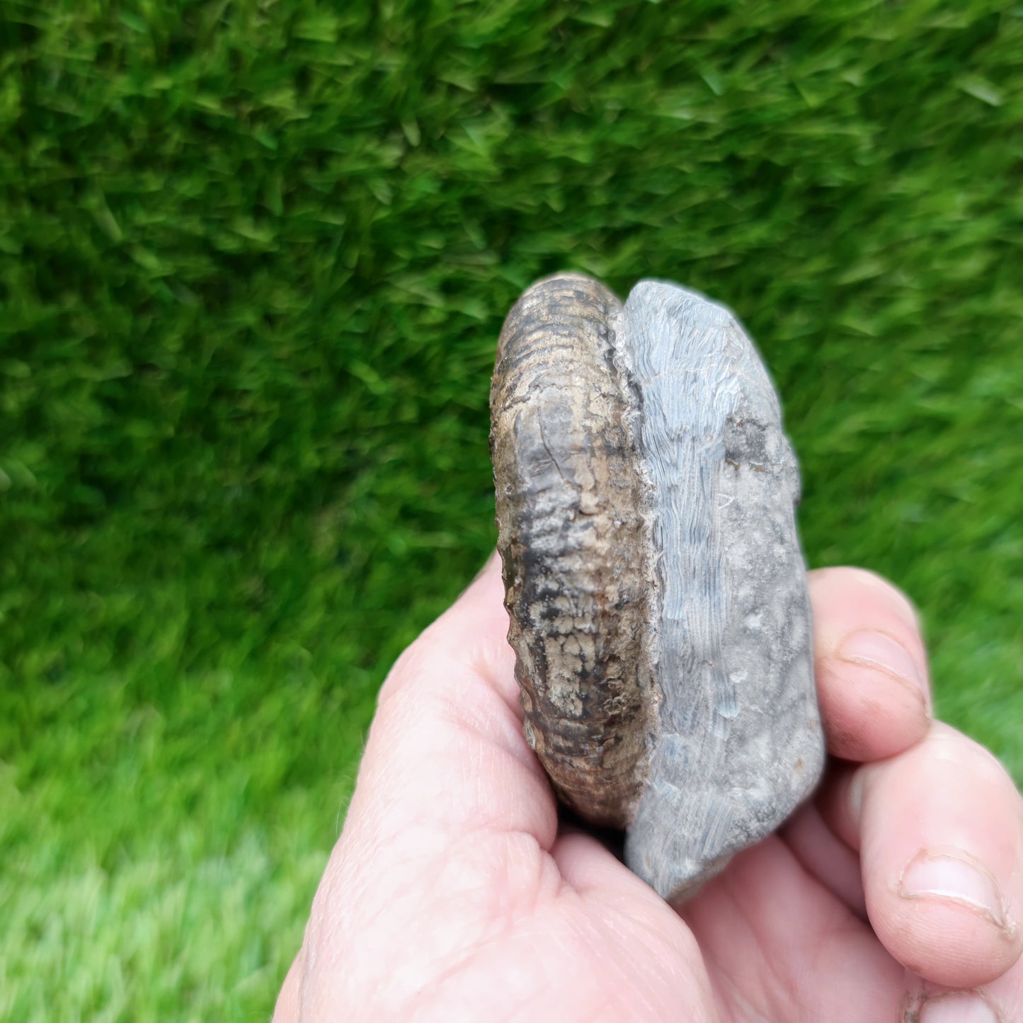 Ammonite fossil large Whitby Yorkshire