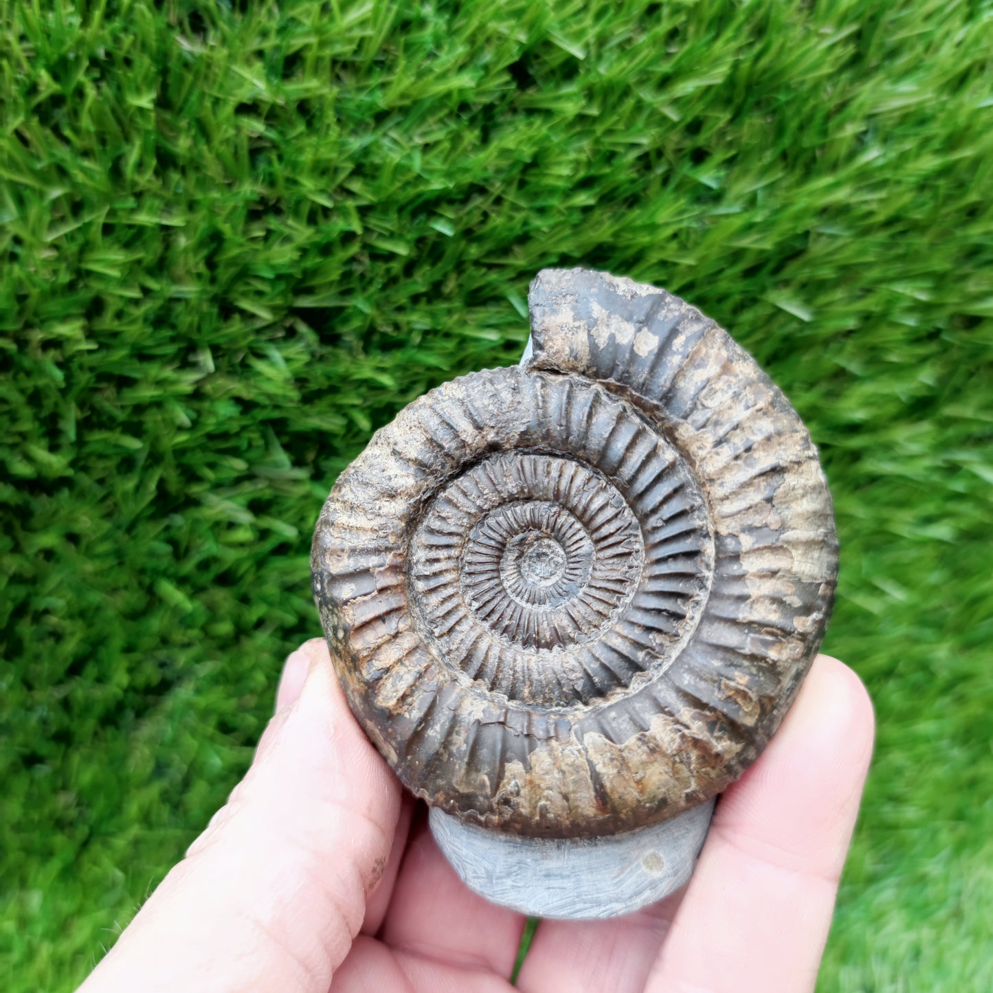 Ammonite fossil large Whitby Yorkshire