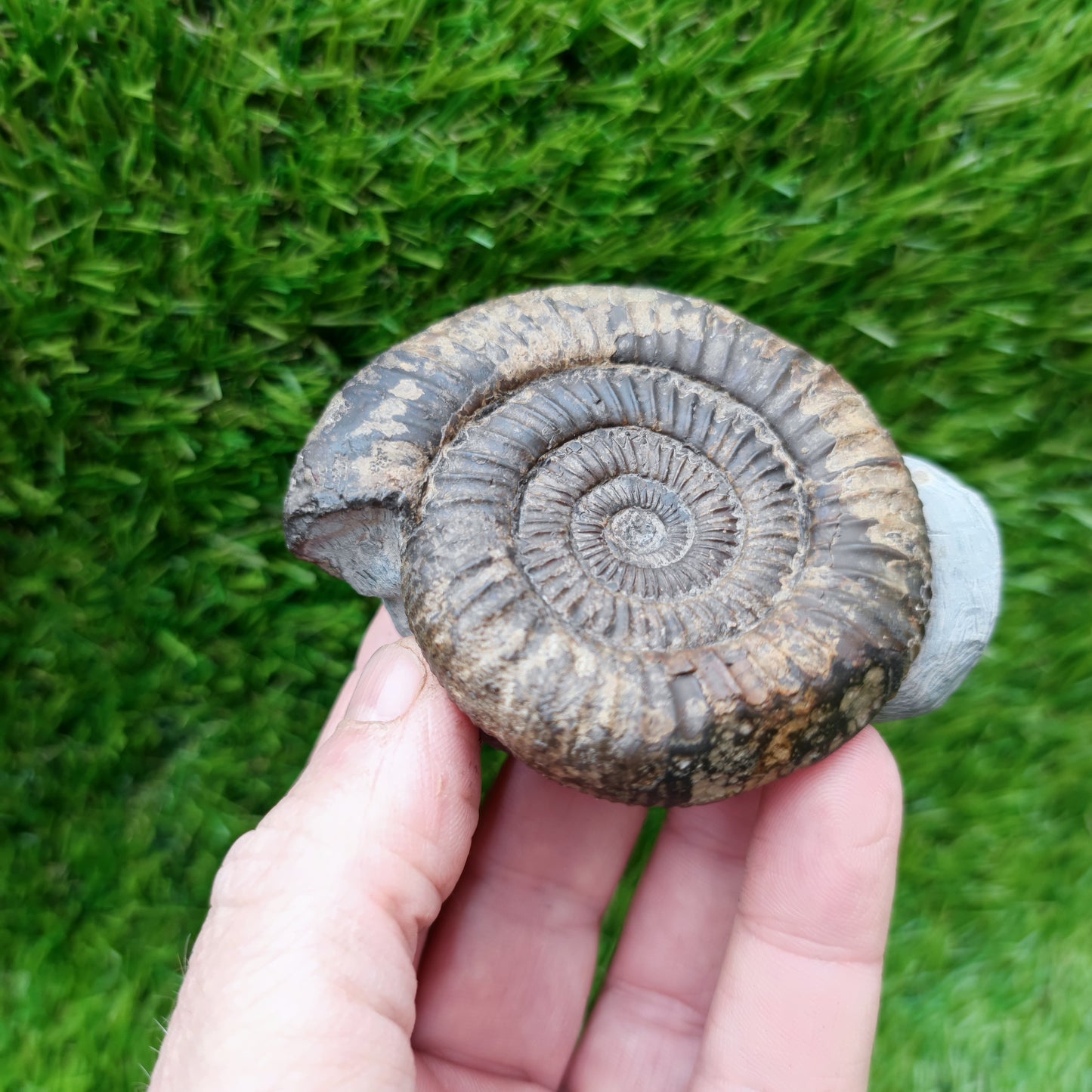 Ammonite fossil large Whitby Yorkshire
