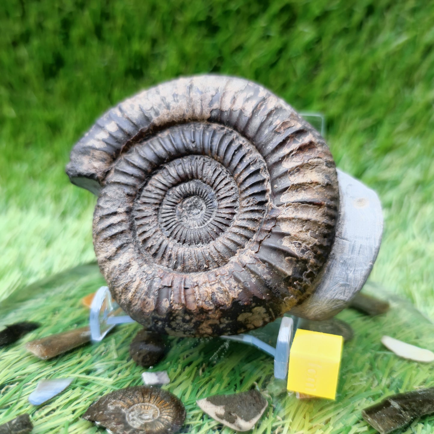 Ammonite fossil large Whitby Yorkshire