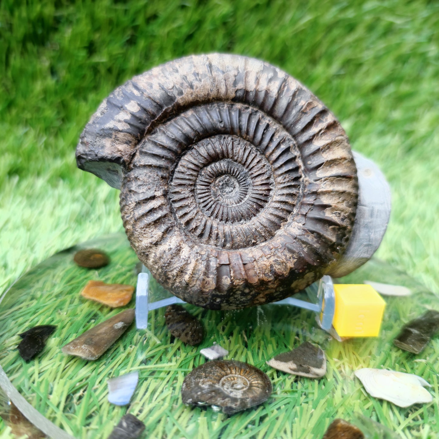 Ammonite fossil large Whitby Yorkshire