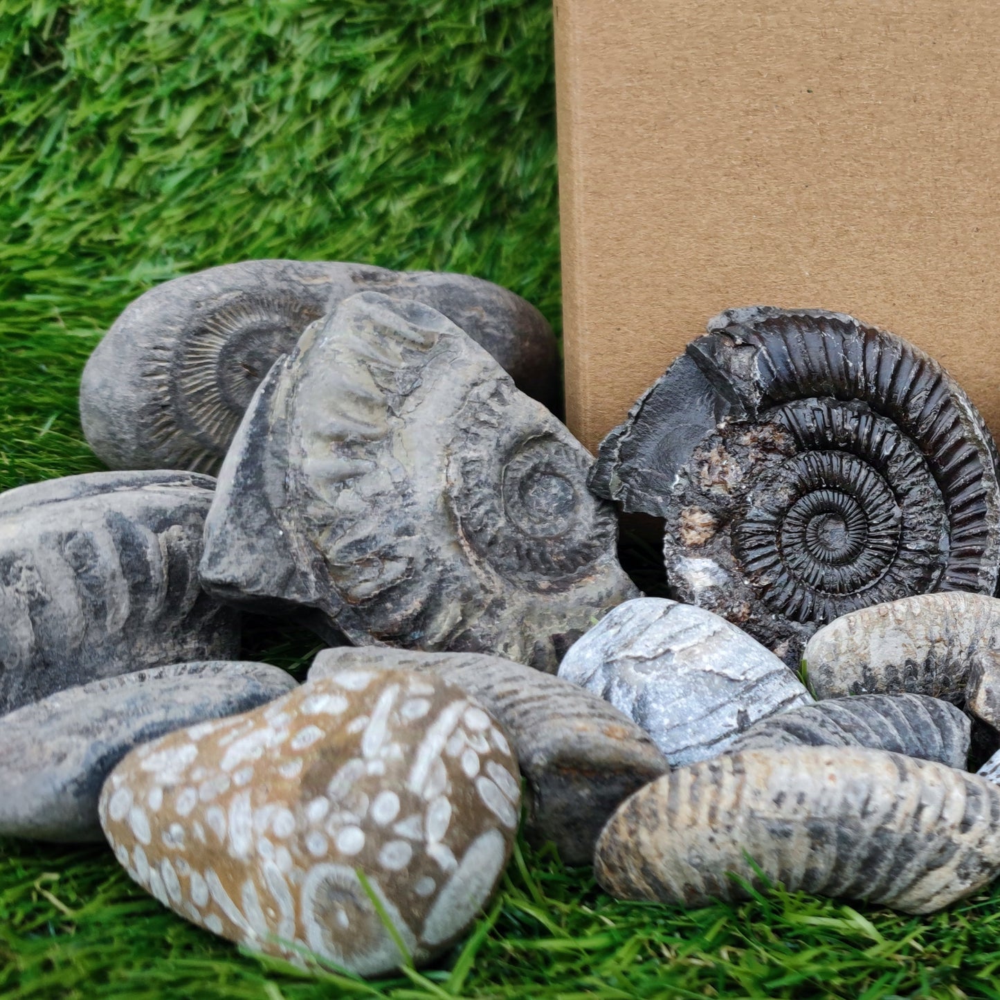 Children's Fossil Box