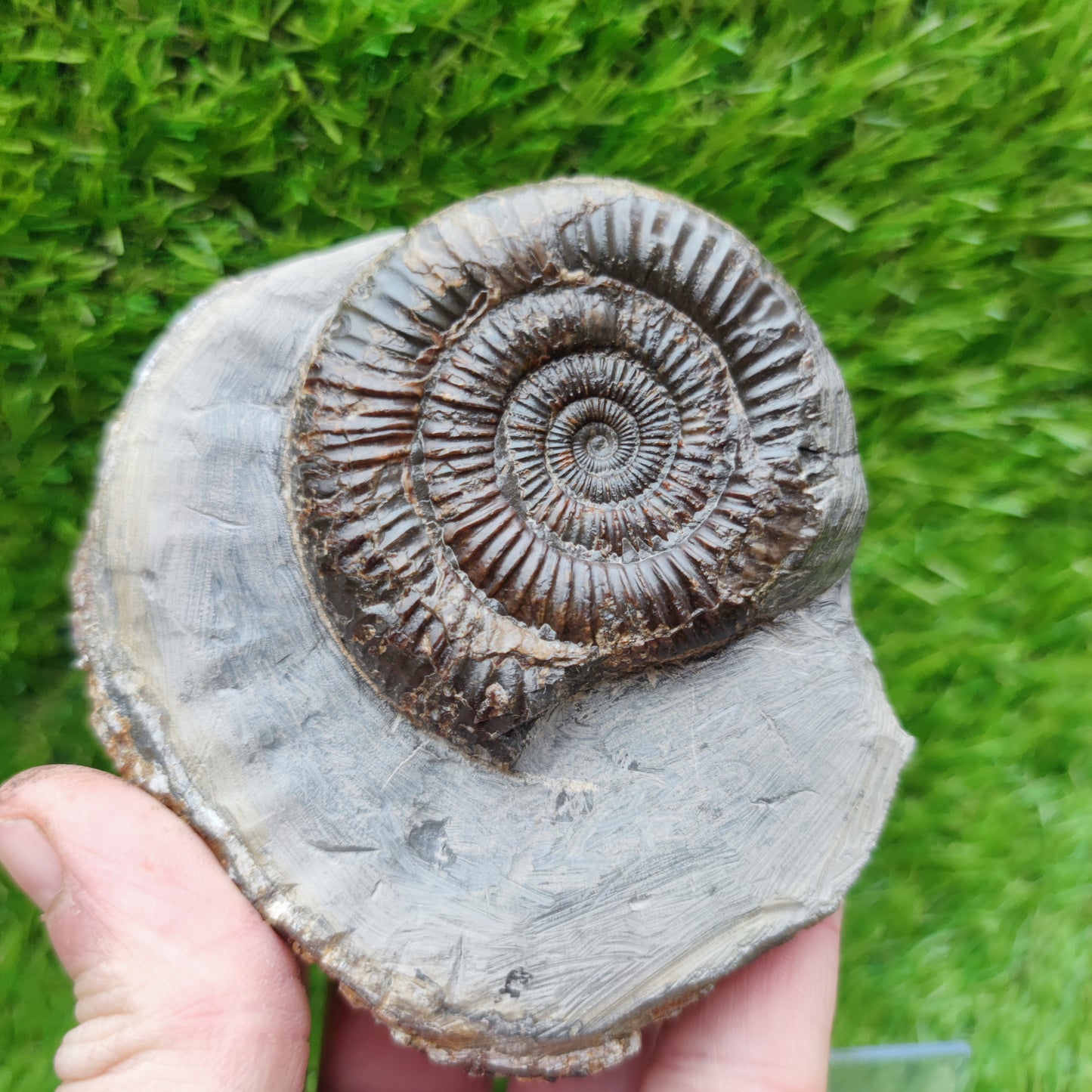 Ammonite fossil Runswick bay Yorkshire