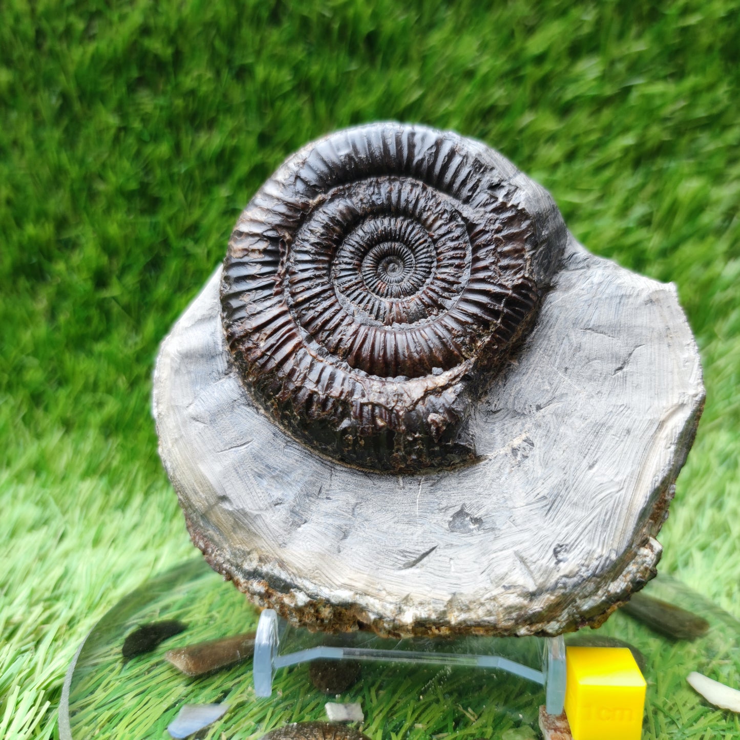 Ammonite fossil Runswick bay Yorkshire