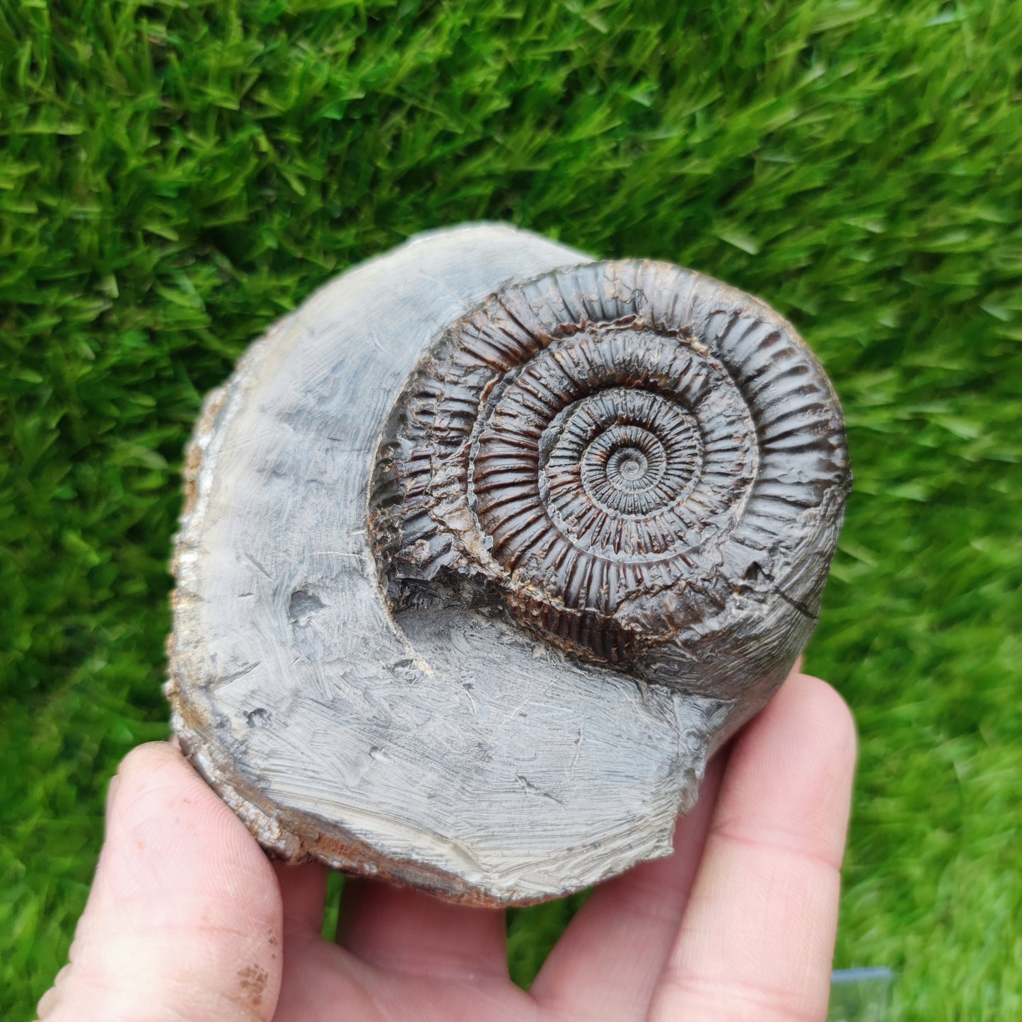 Ammonite fossil Runswick bay Yorkshire