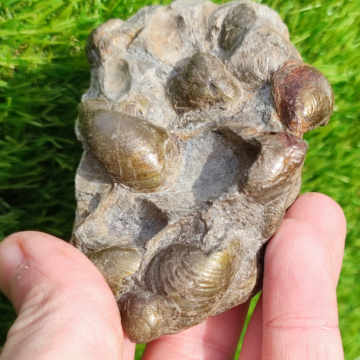 Fossil Shell block North Yorkshire Fossils