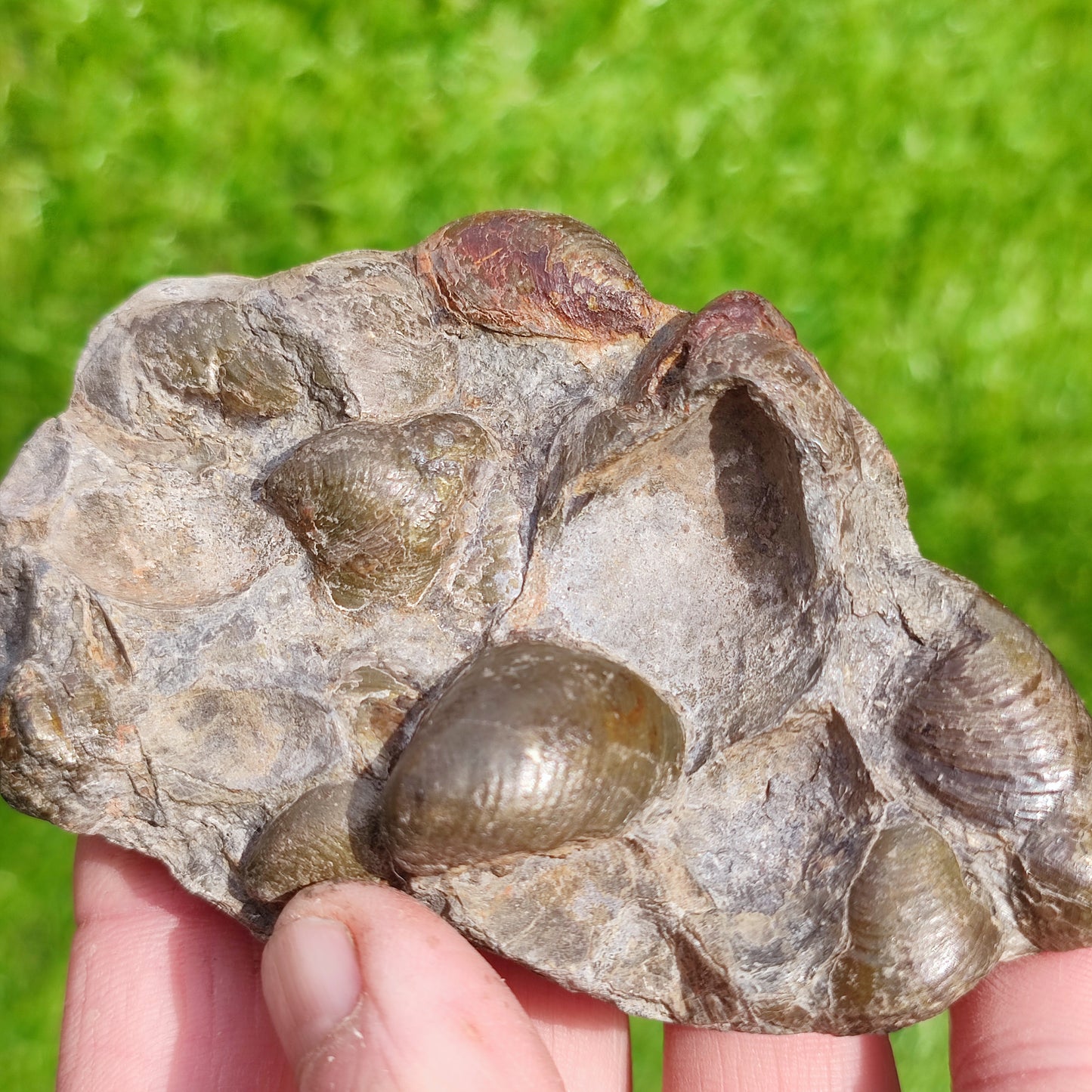 Fossil Shell block North Yorkshire Fossils