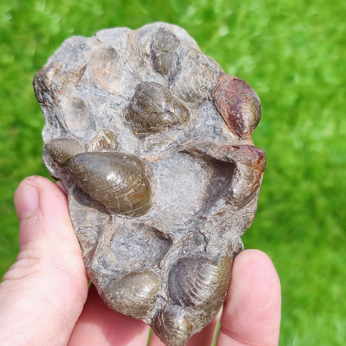 Fossil Shell block North Yorkshire Fossils