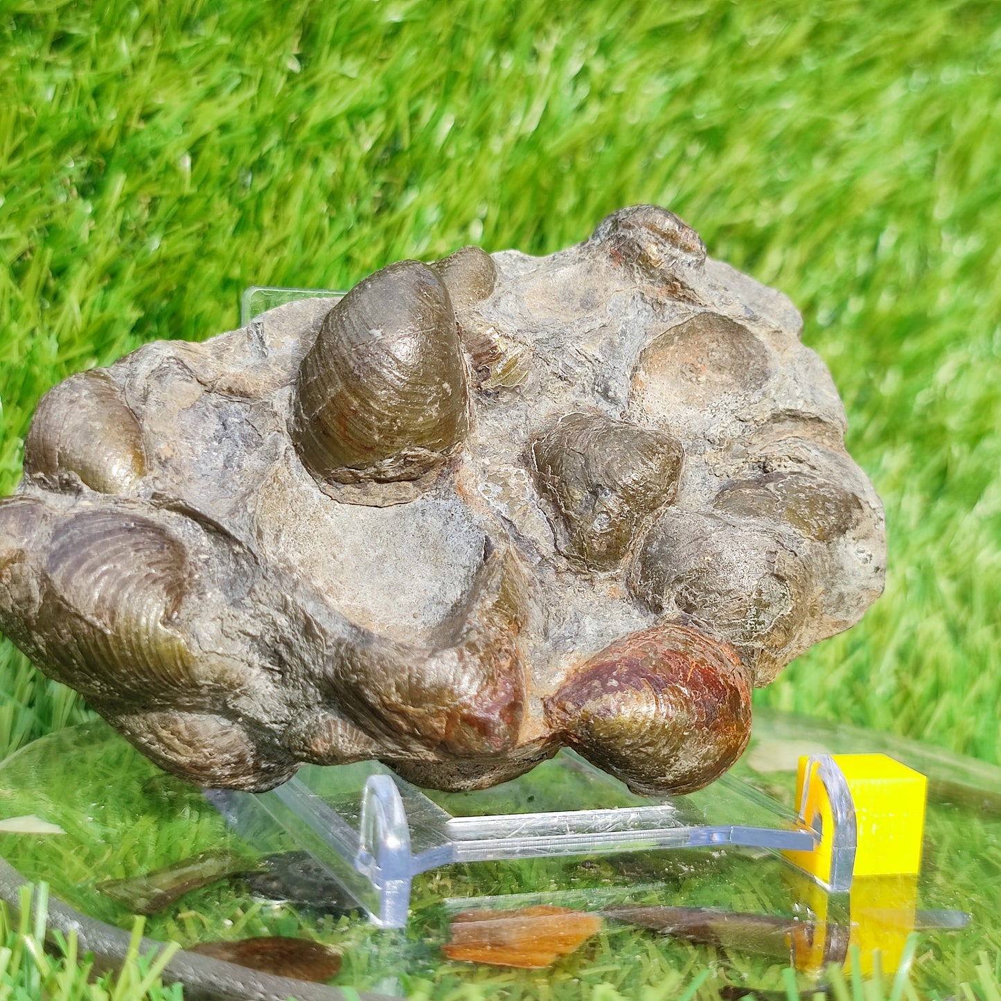Fossil Shell block North Yorkshire Fossils