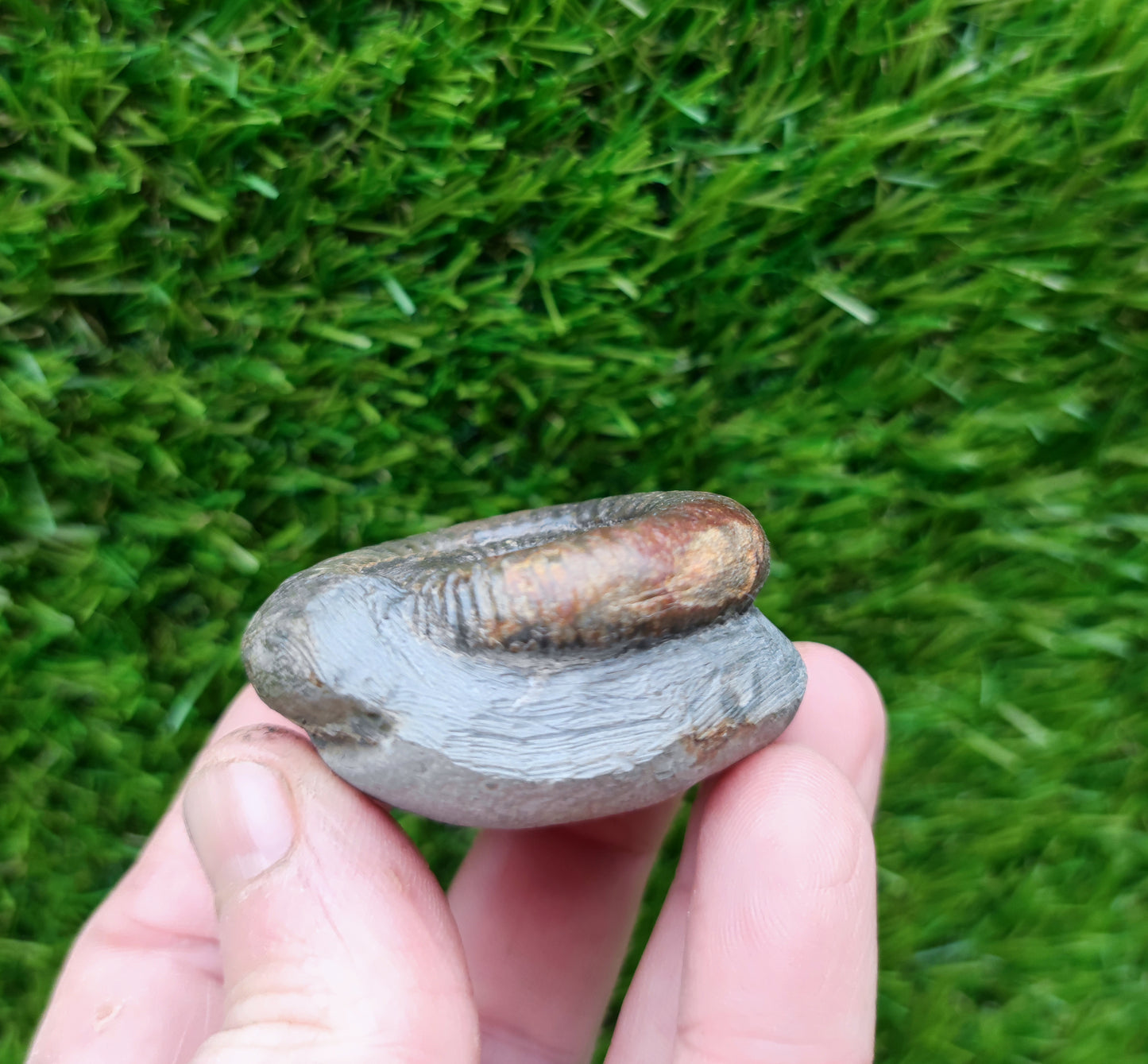 Small ammonite fossil Whitby