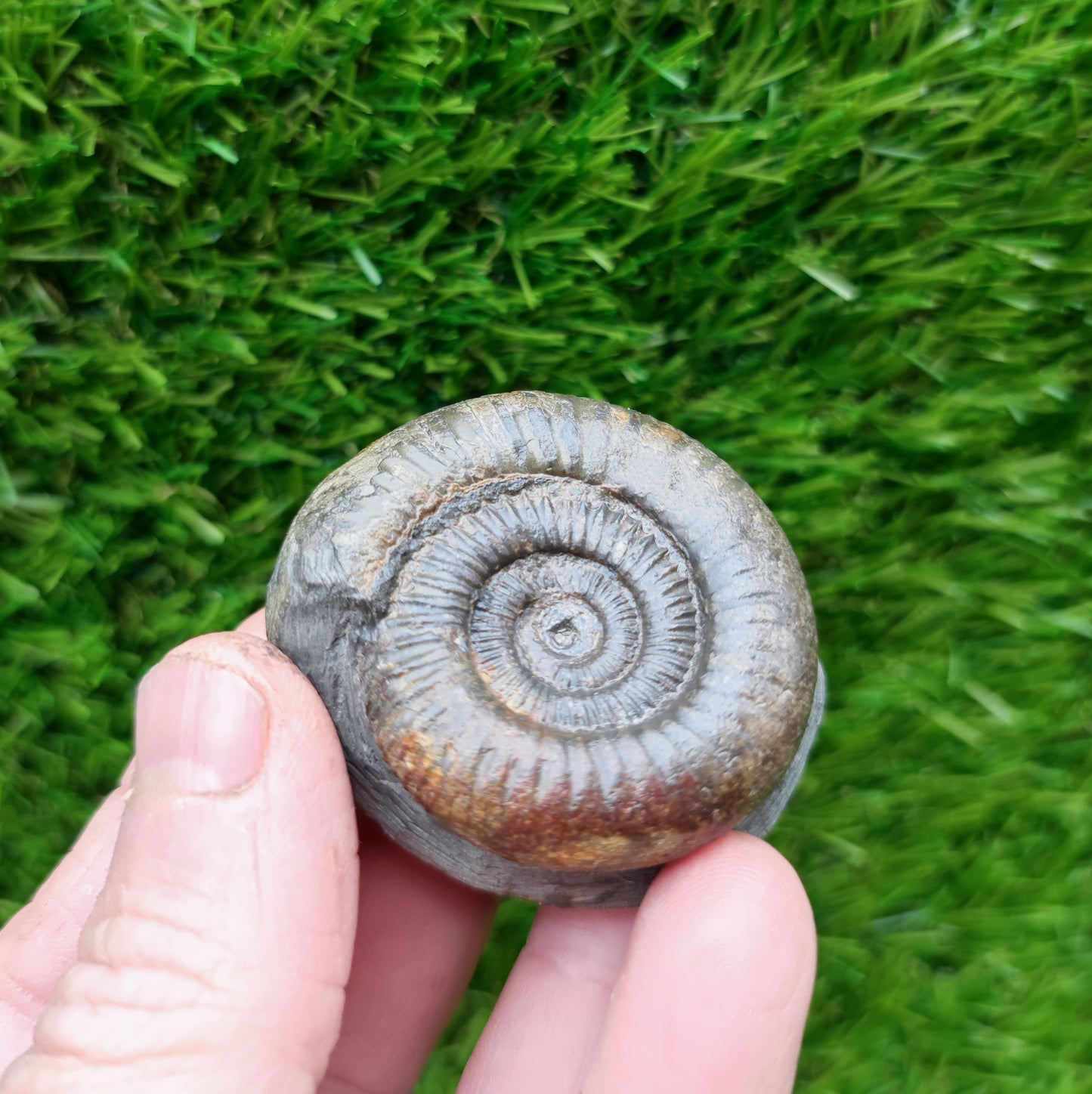 Small ammonite fossil Whitby