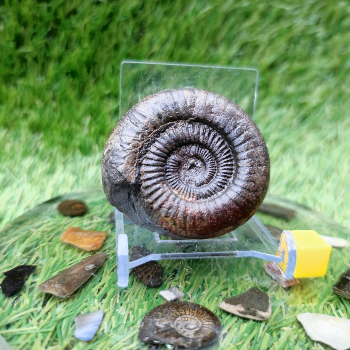 Small ammonite fossil Whitby