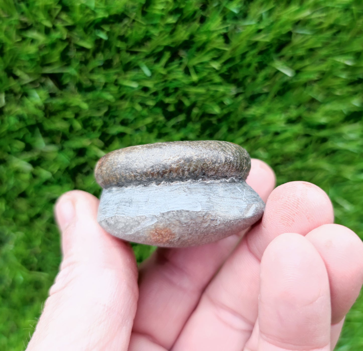 Small ammonite fossil Whitby