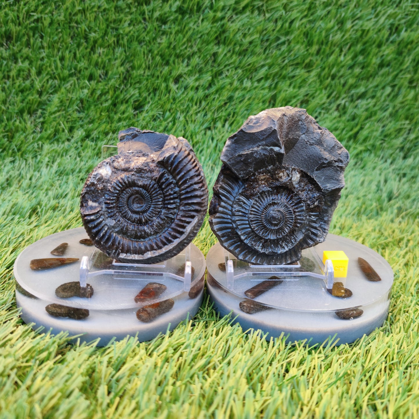 Ammonite fossil split pair Whitby Yorkshire Jurassic coast