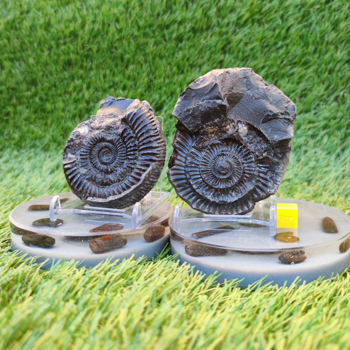 Ammonite fossil split pair Whitby Yorkshire Jurassic coast