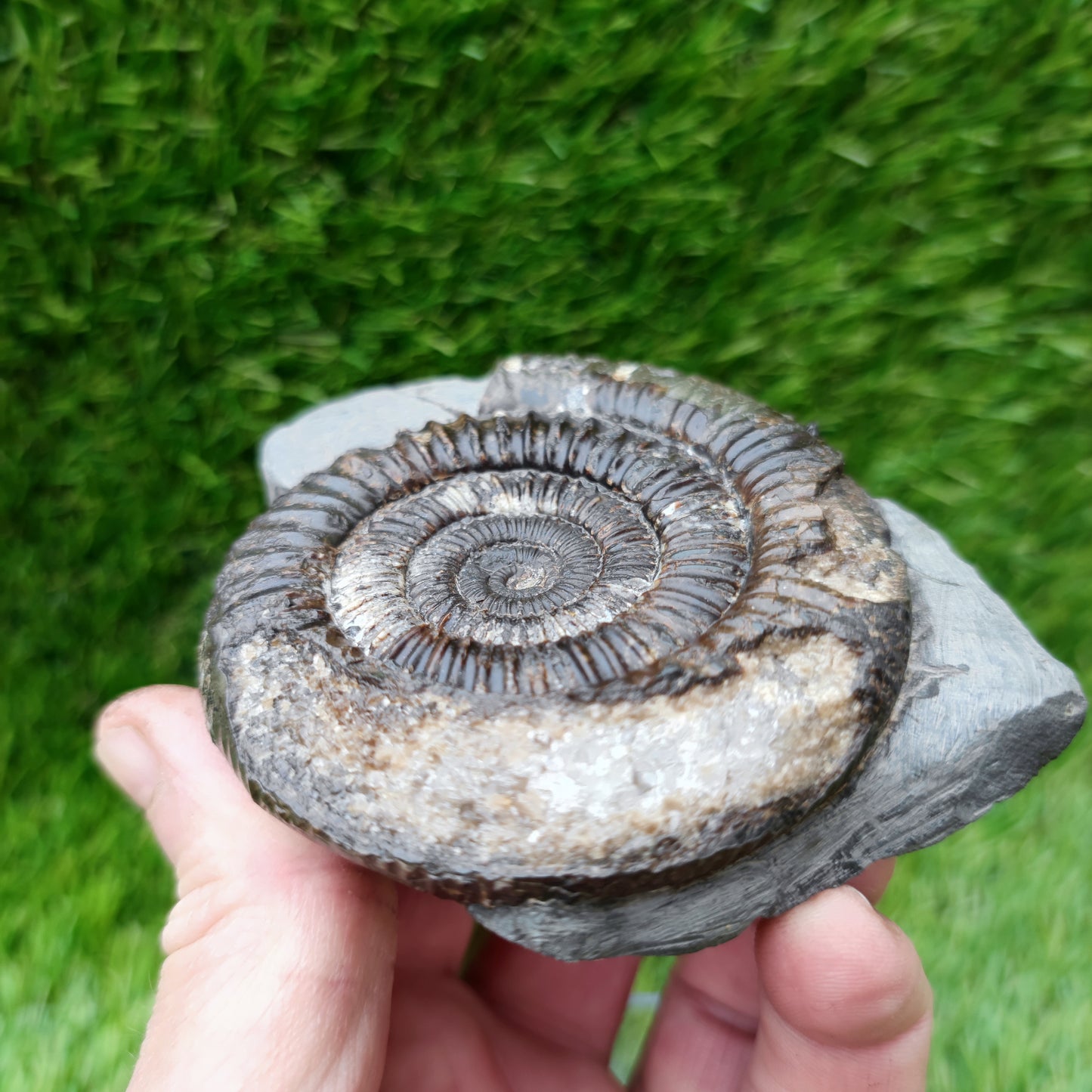 Ammonite fossil Whitby big with calcite crystal