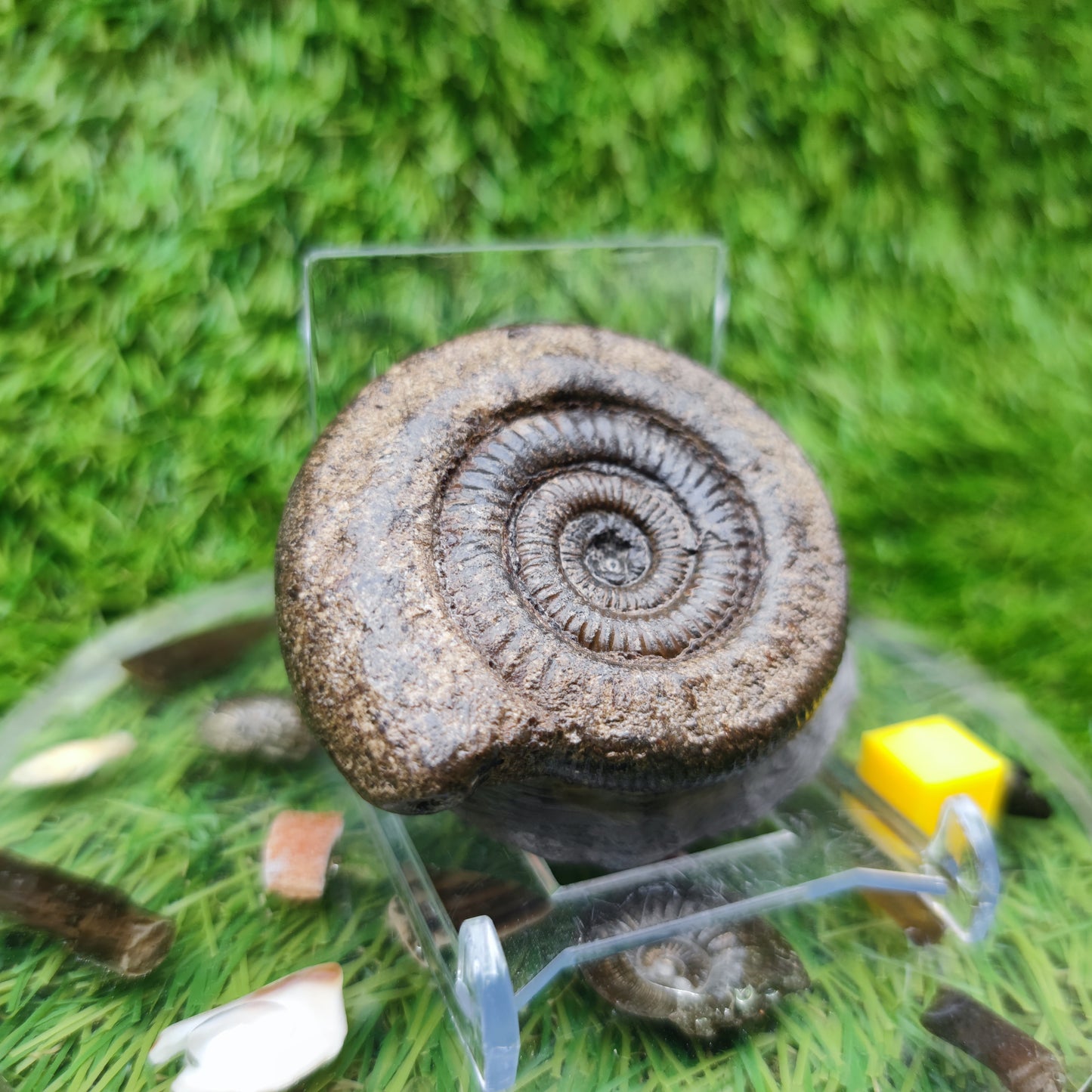Whitby fossil ammonite Jurassic coast