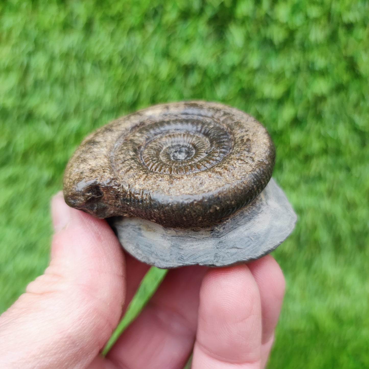 Whitby fossil ammonite Jurassic coast