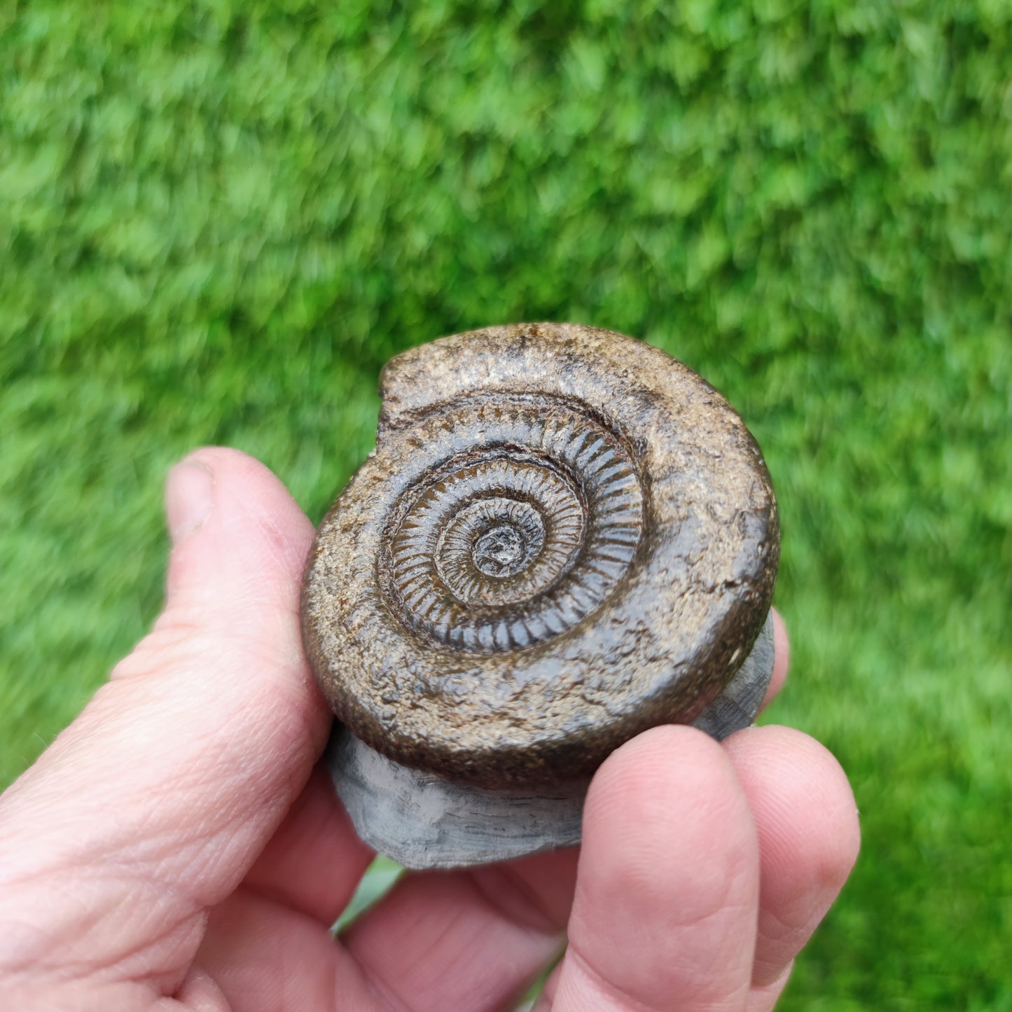Whitby fossil ammonite Jurassic coast