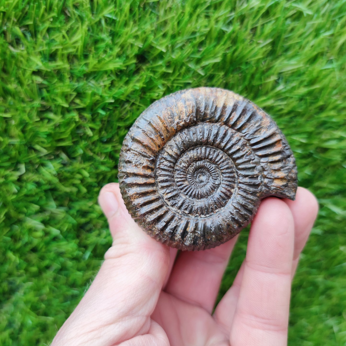 Dactylioceras ammonite fossil Port Mulgrave Yorkshire