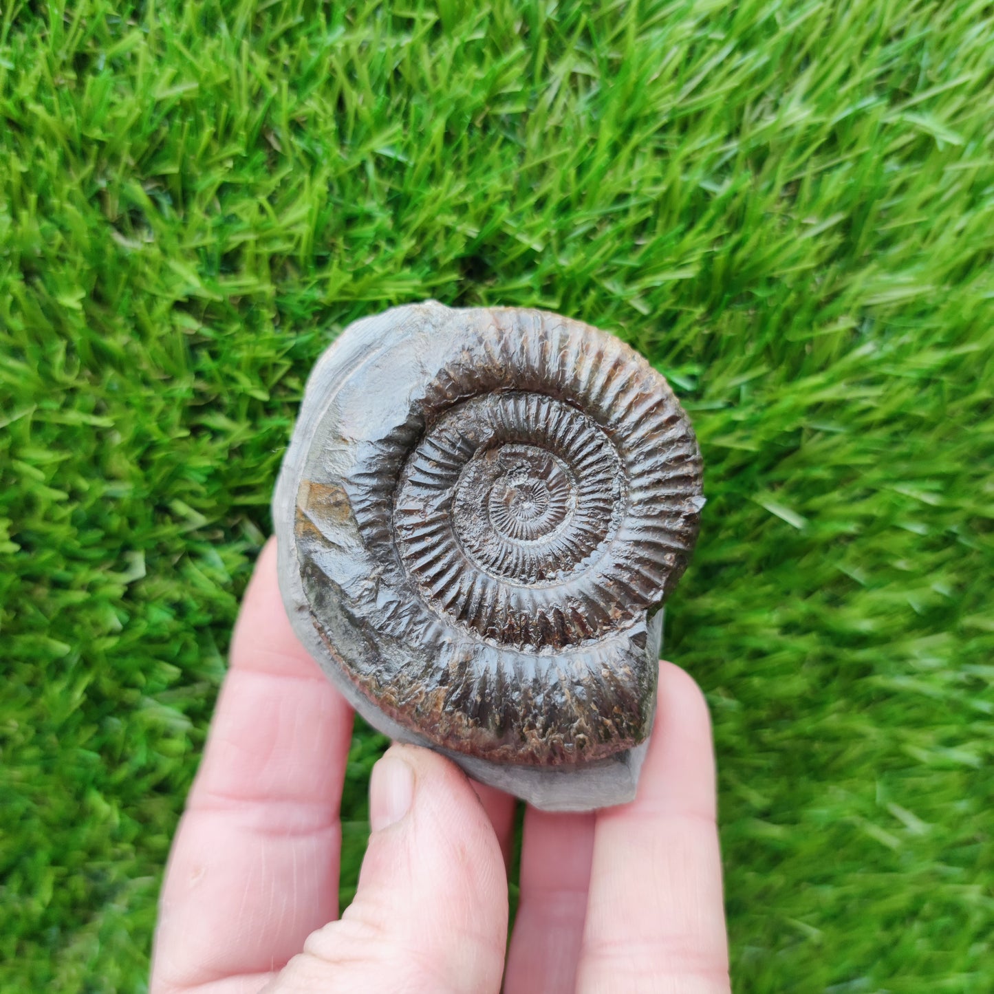 Ammonite fossil Runswick Bay