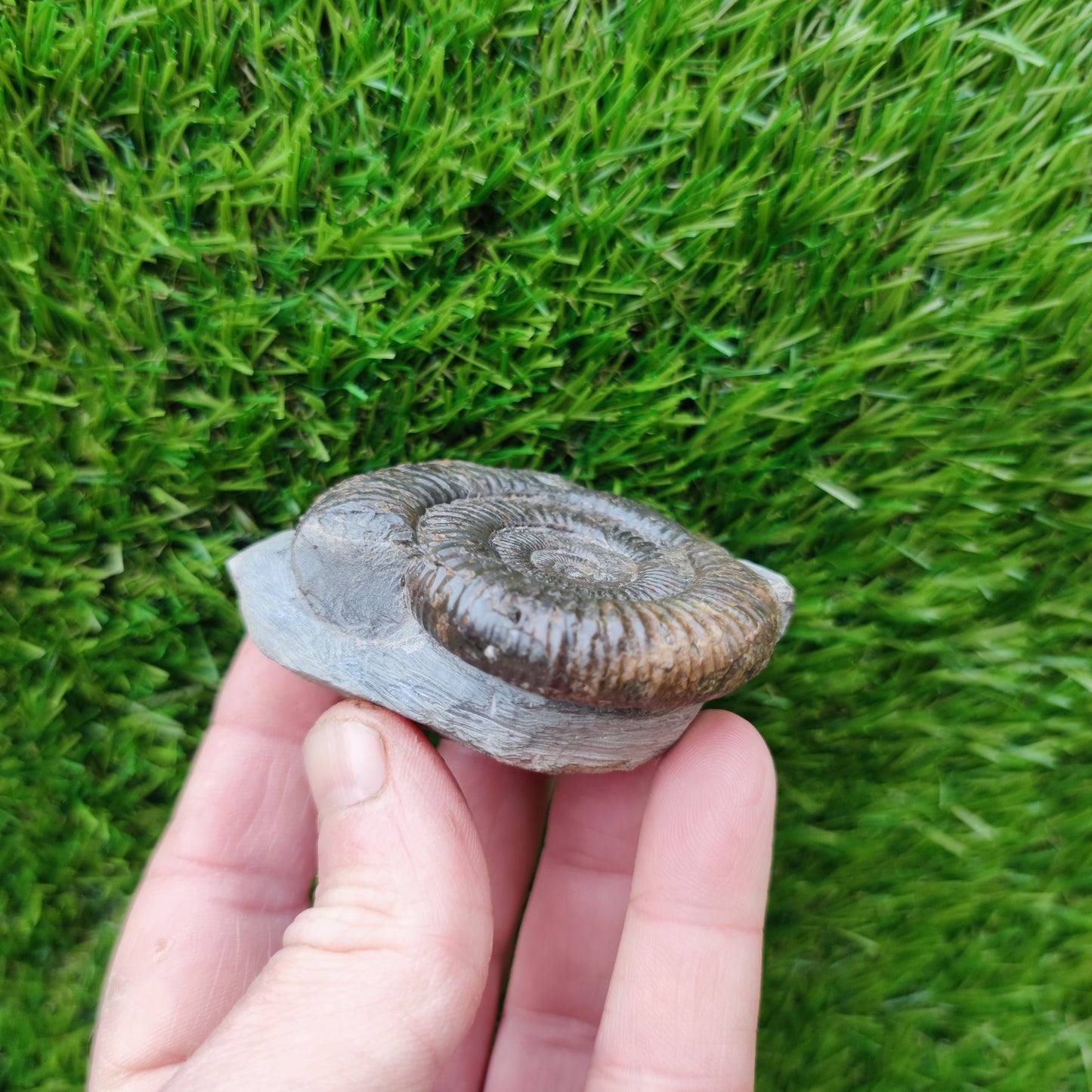 Ammonite fossil Runswick Bay