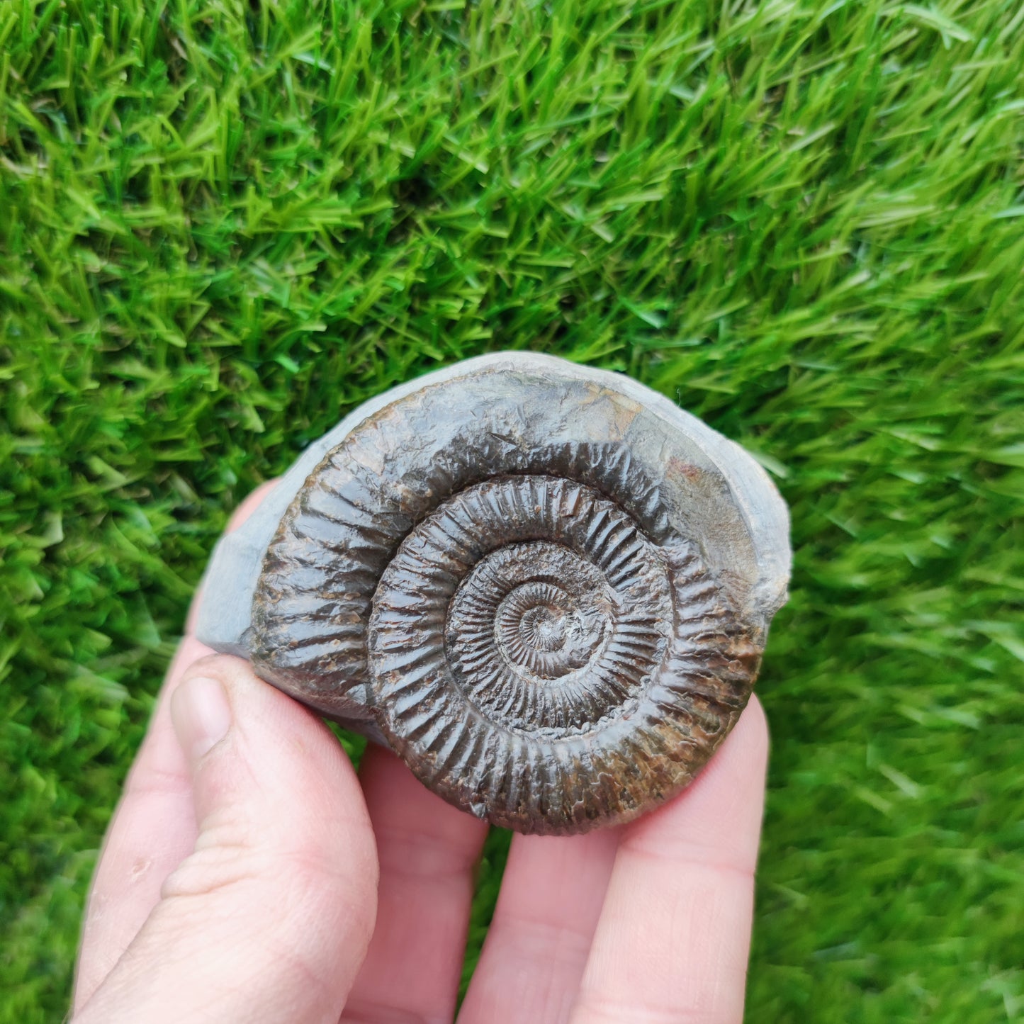 Ammonite fossil Runswick Bay