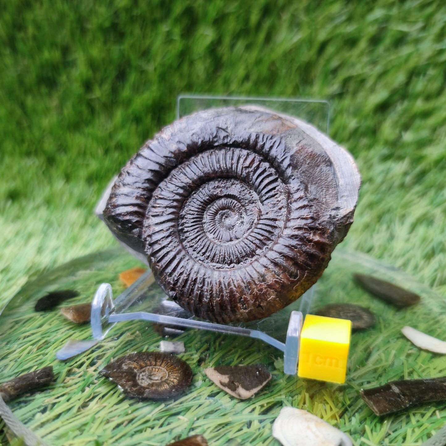 Ammonite fossil Runswick Bay