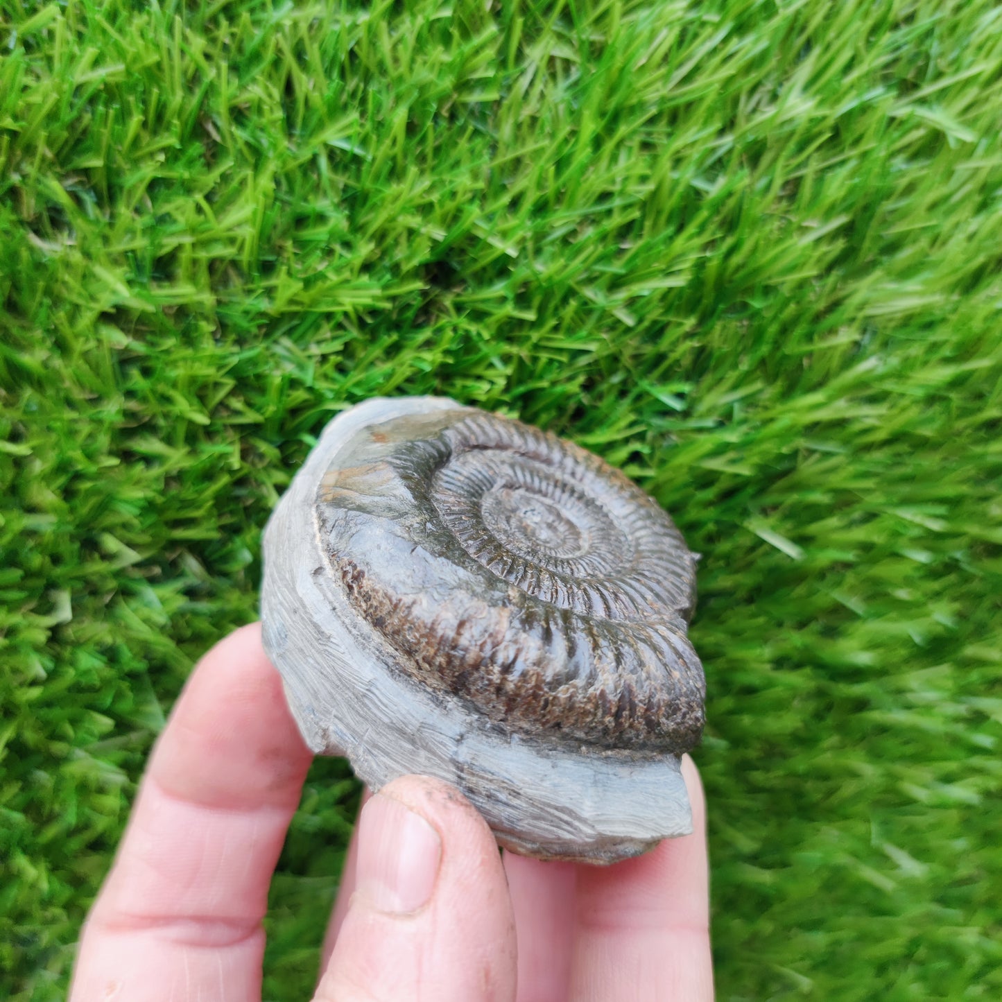 Ammonite fossil Runswick Bay