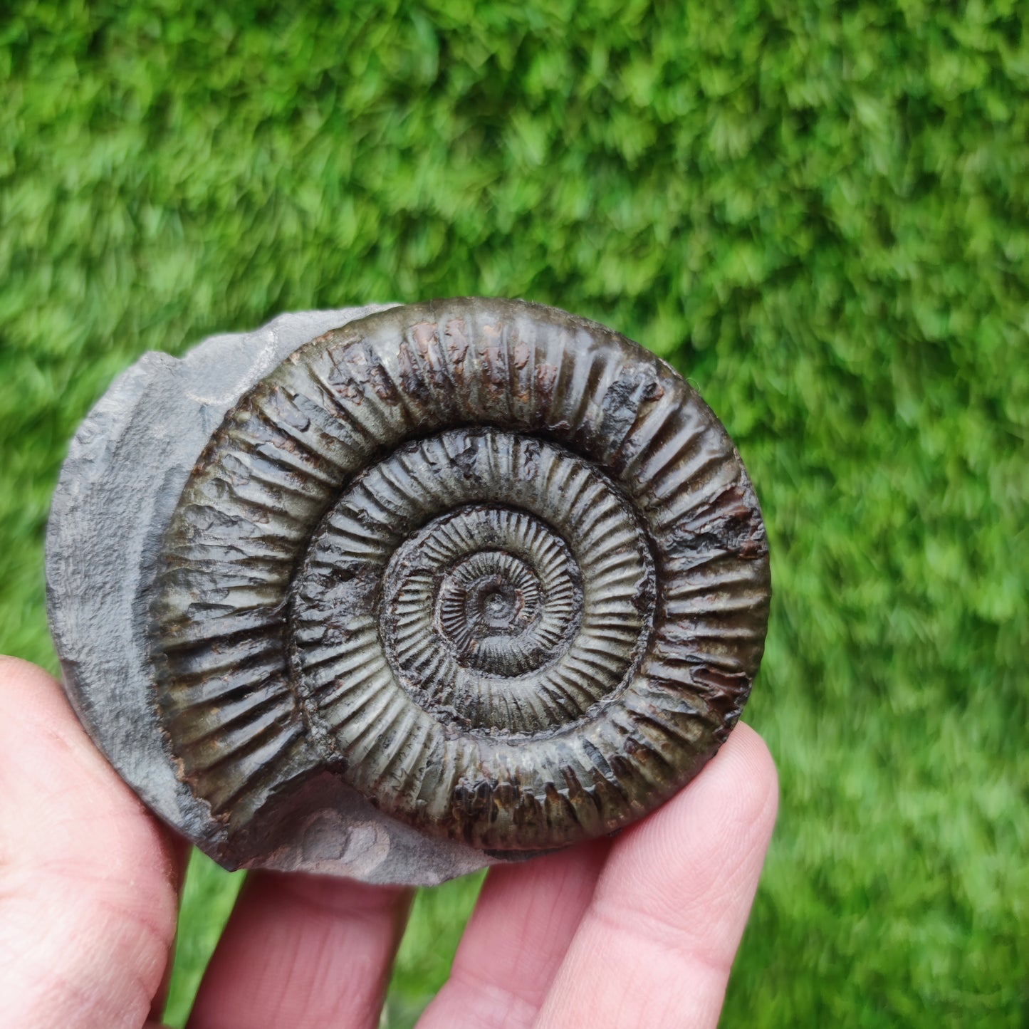 Ammonite fossil golden Port Mulgrave Yorkshire