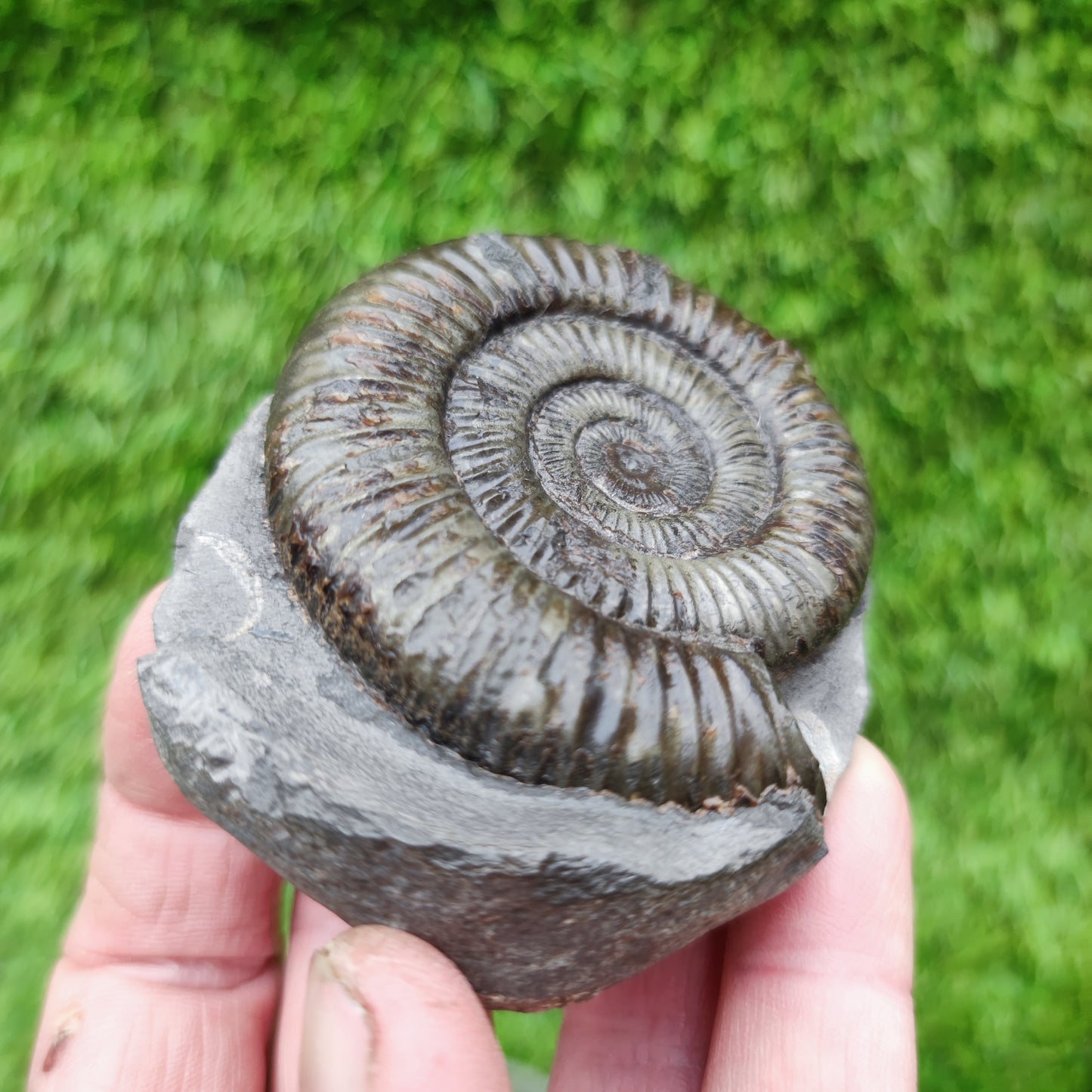 Ammonite fossil golden Port Mulgrave Yorkshire