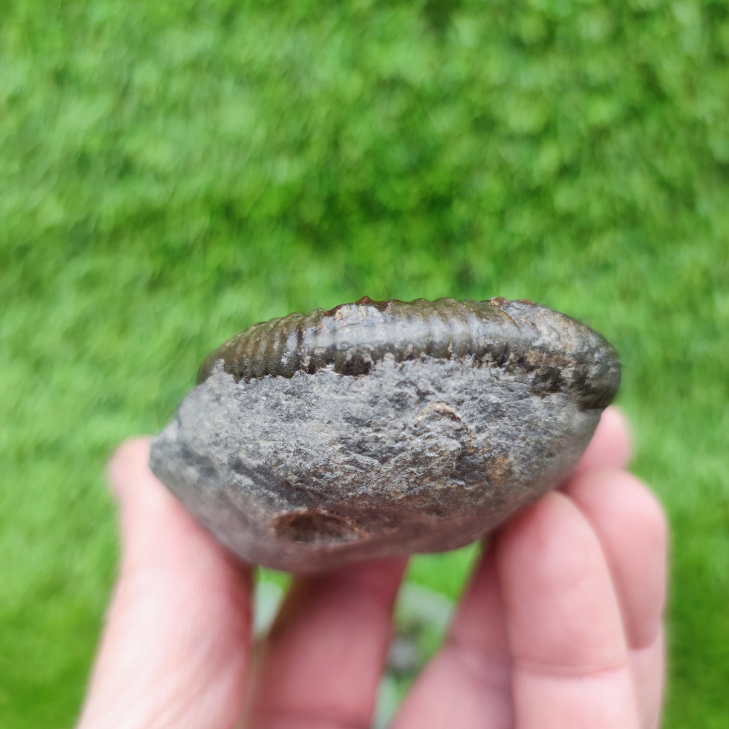 Ammonite fossil golden Port Mulgrave Yorkshire