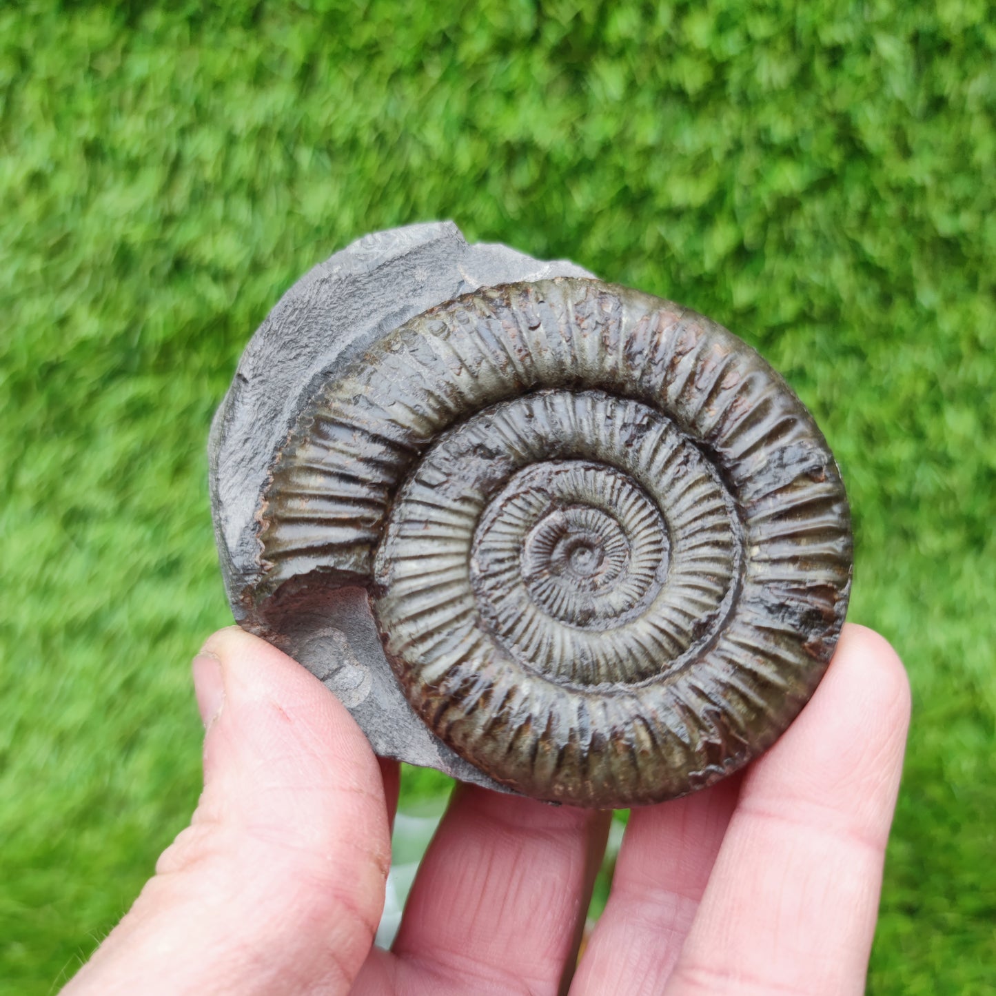 Ammonite fossil golden Port Mulgrave Yorkshire