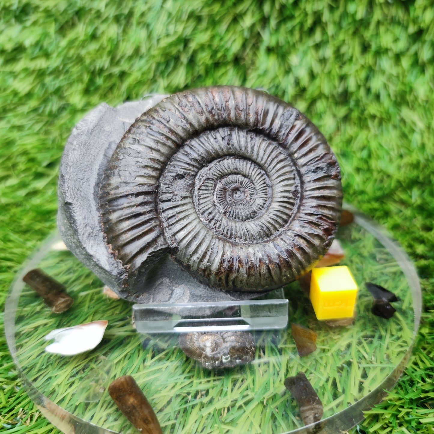 Ammonite fossil golden Port Mulgrave Yorkshire