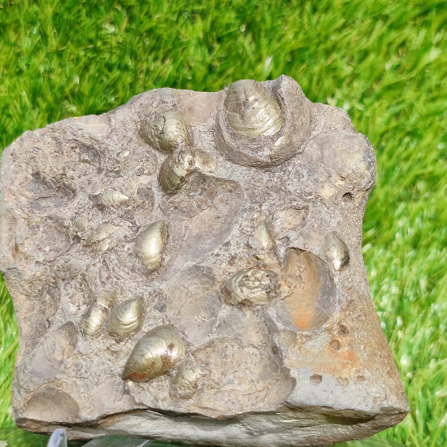 Shell block Golden North Yorkshire Fossils