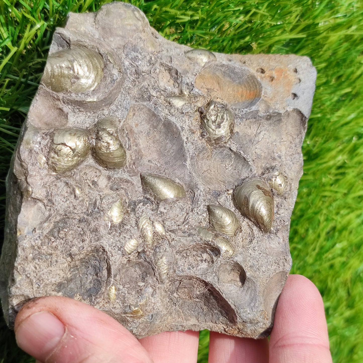 Shell block Golden North Yorkshire Fossils