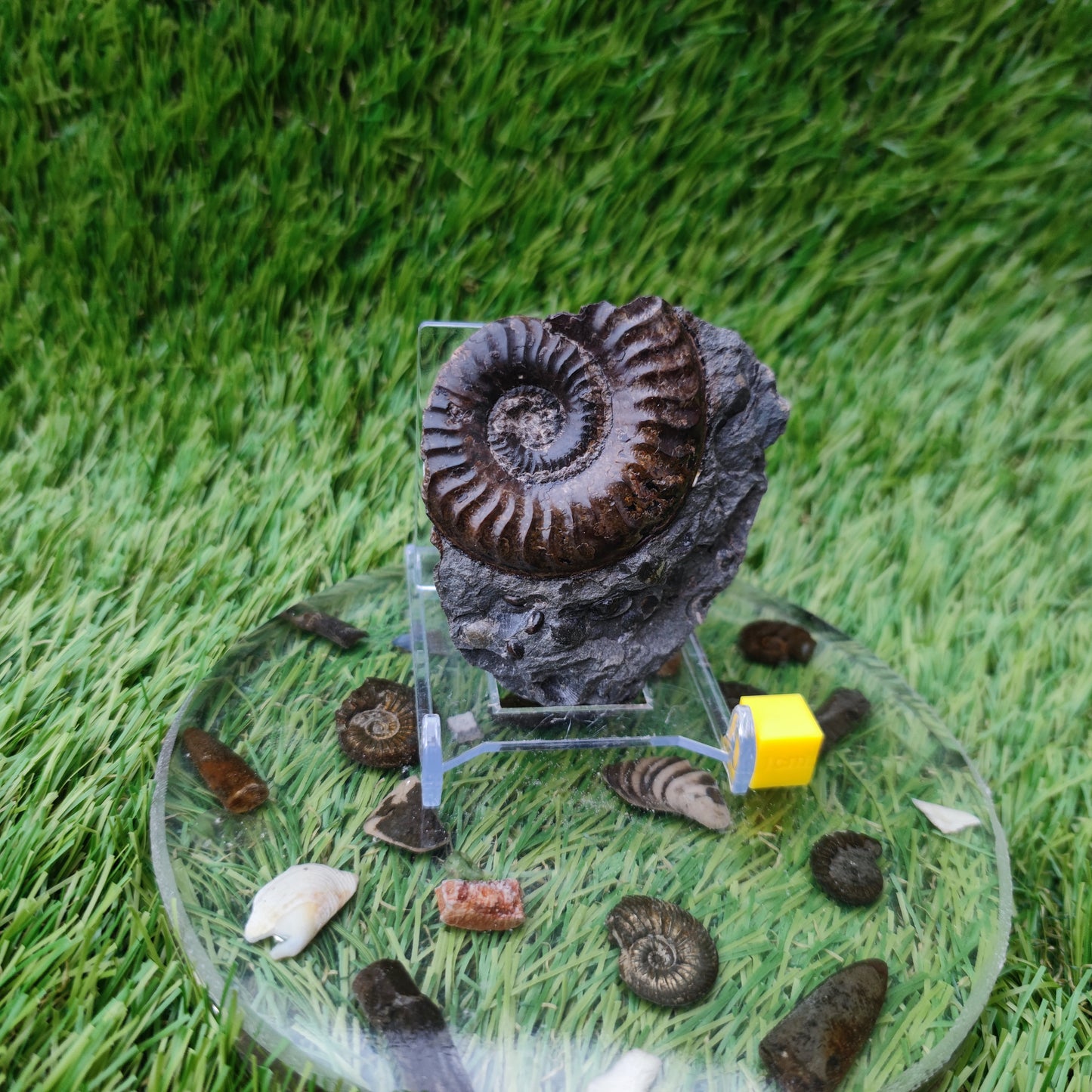 Grammoceras ammonite fossil Ravenscar Yorkshire