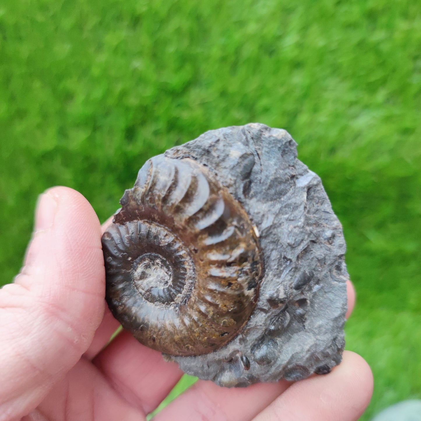 Grammoceras ammonite fossil Ravenscar Yorkshire