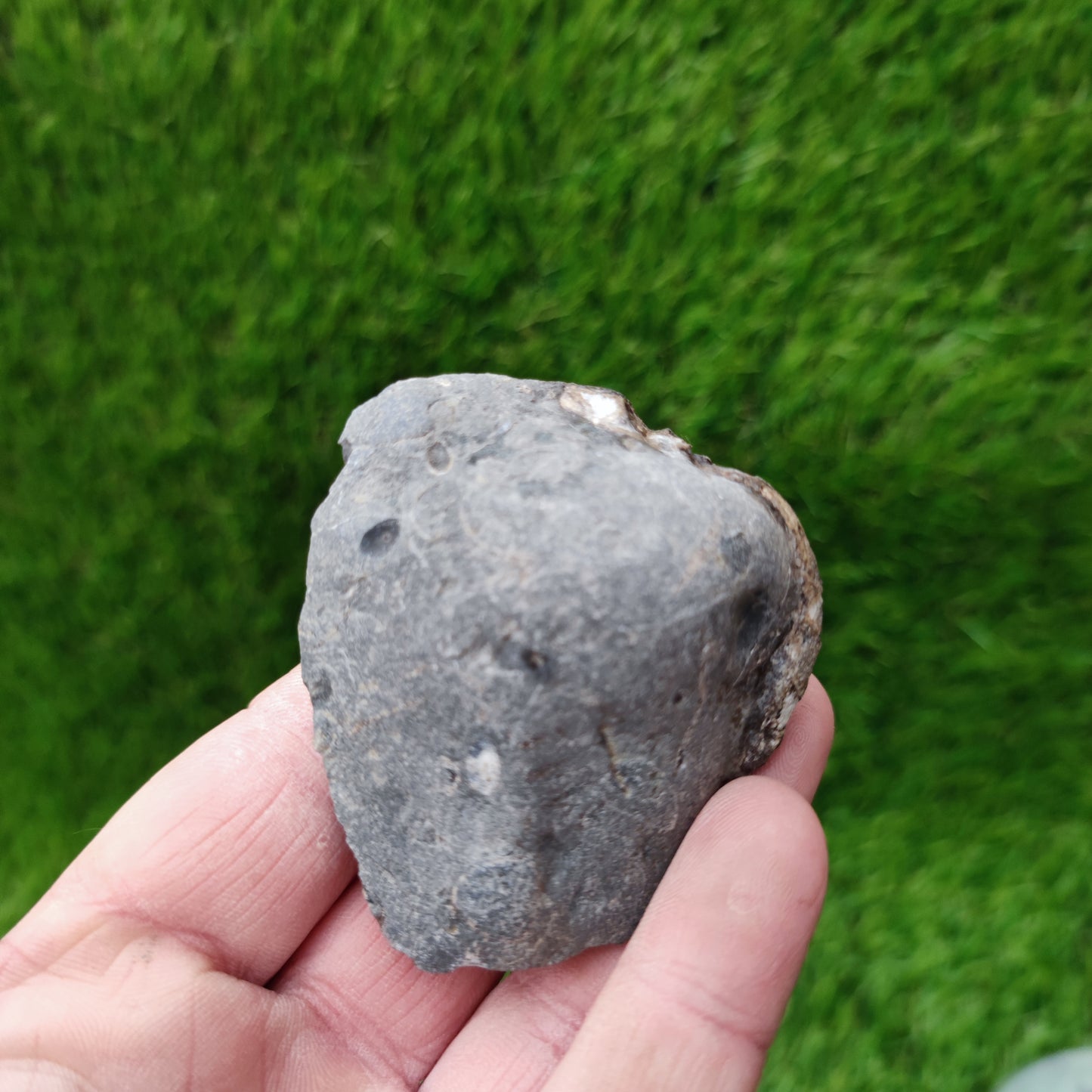 Grammoceras ammonite fossil Ravenscar Yorkshire
