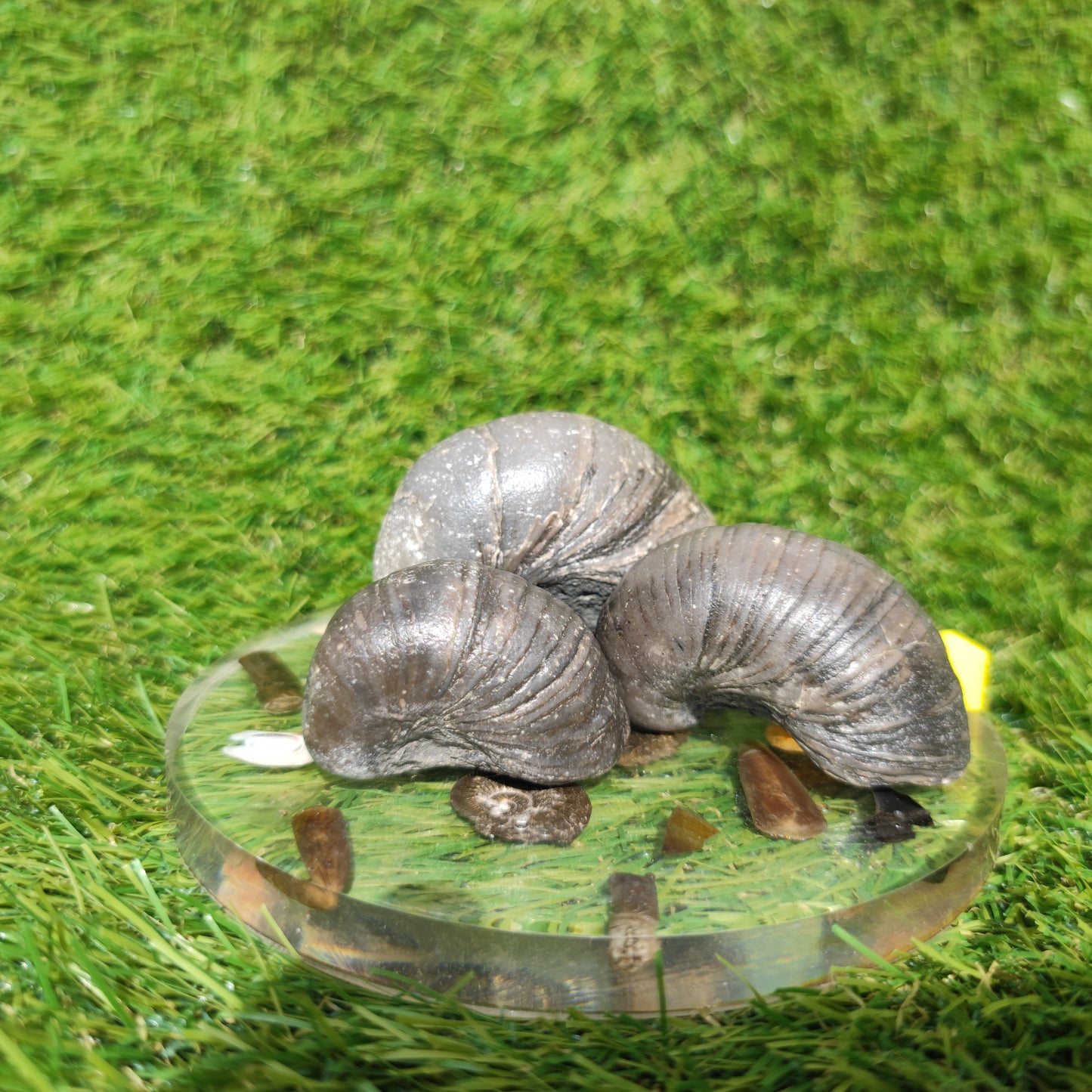 Gryphea devils toe nails bundle Redcar