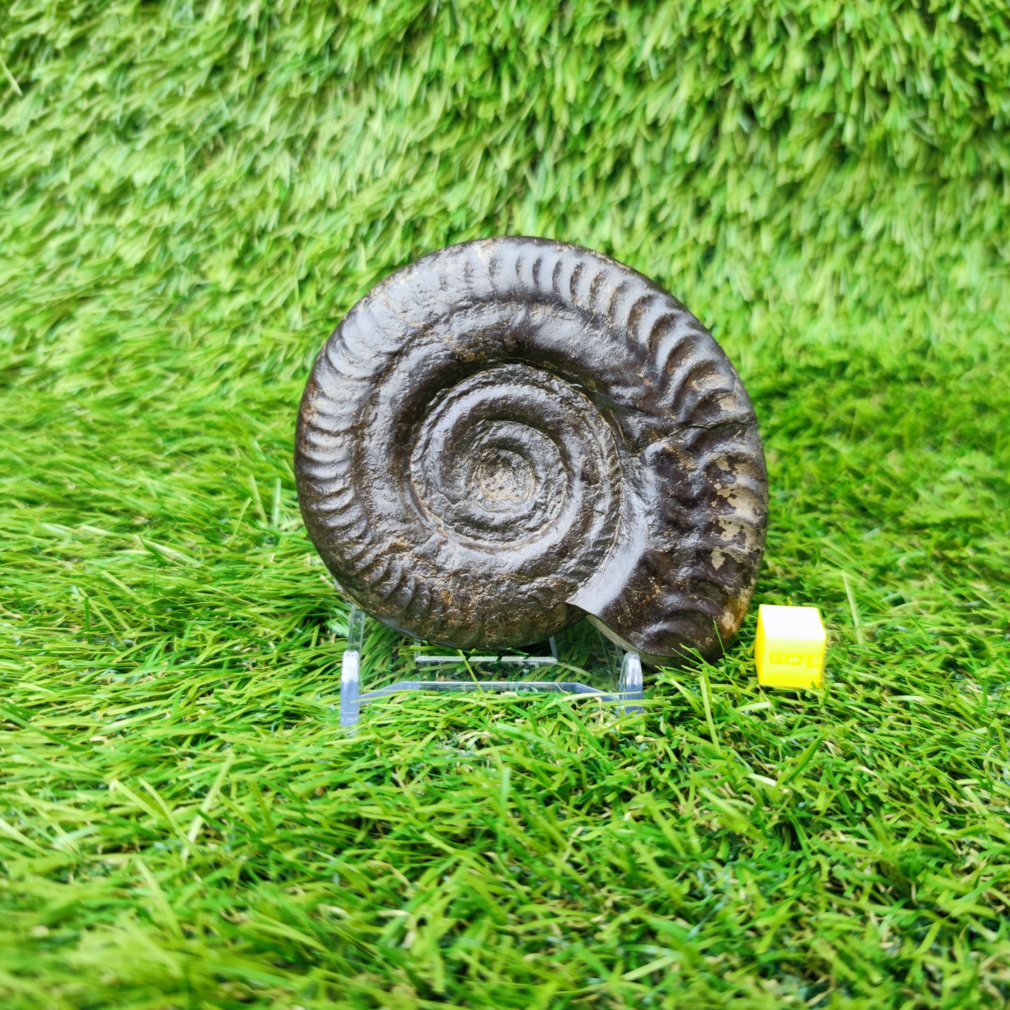 Fossil Whitby Hildoceras ammonite Jurassic coast
